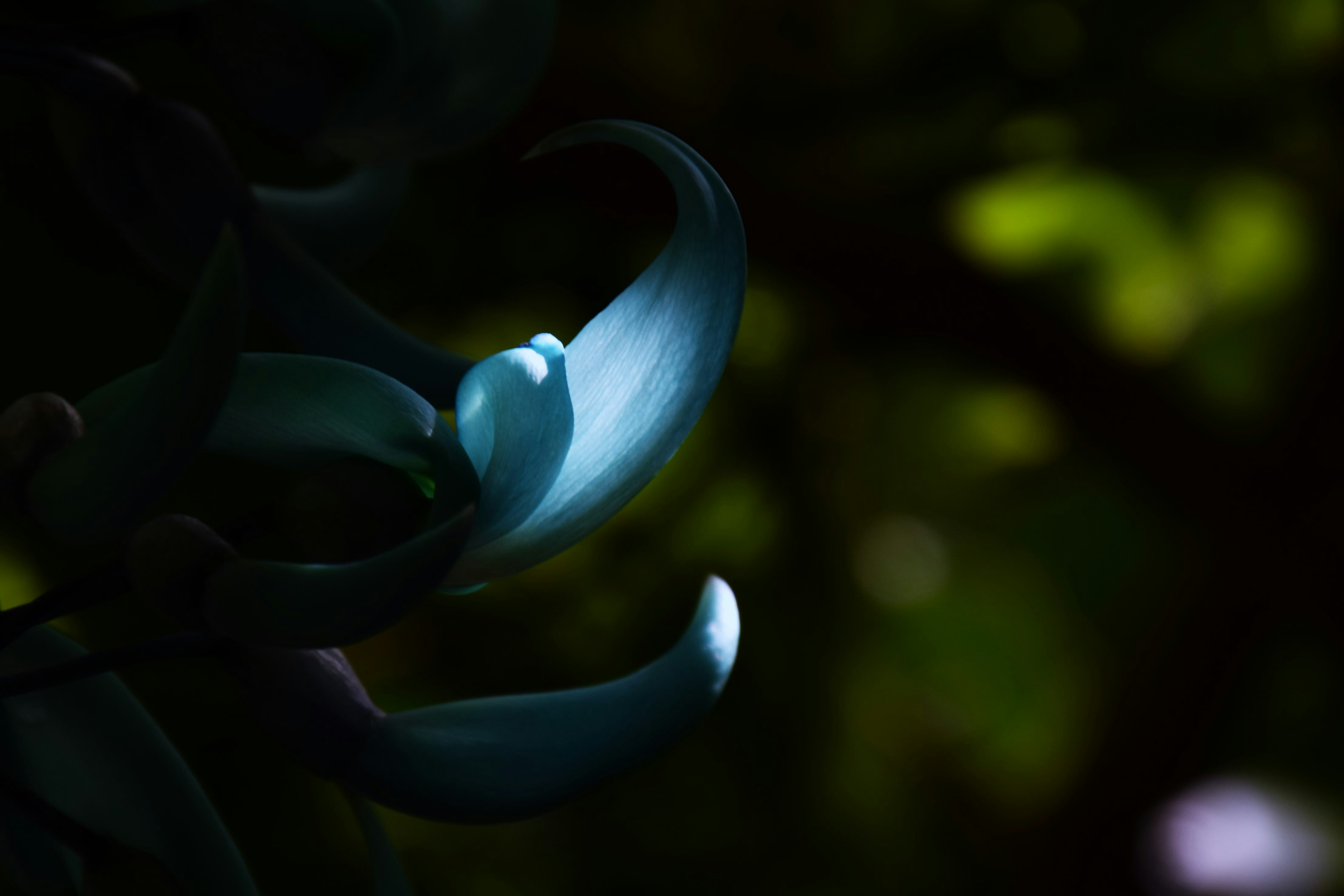 Une image frappante de pétales bleus illuminés sur fond sombre