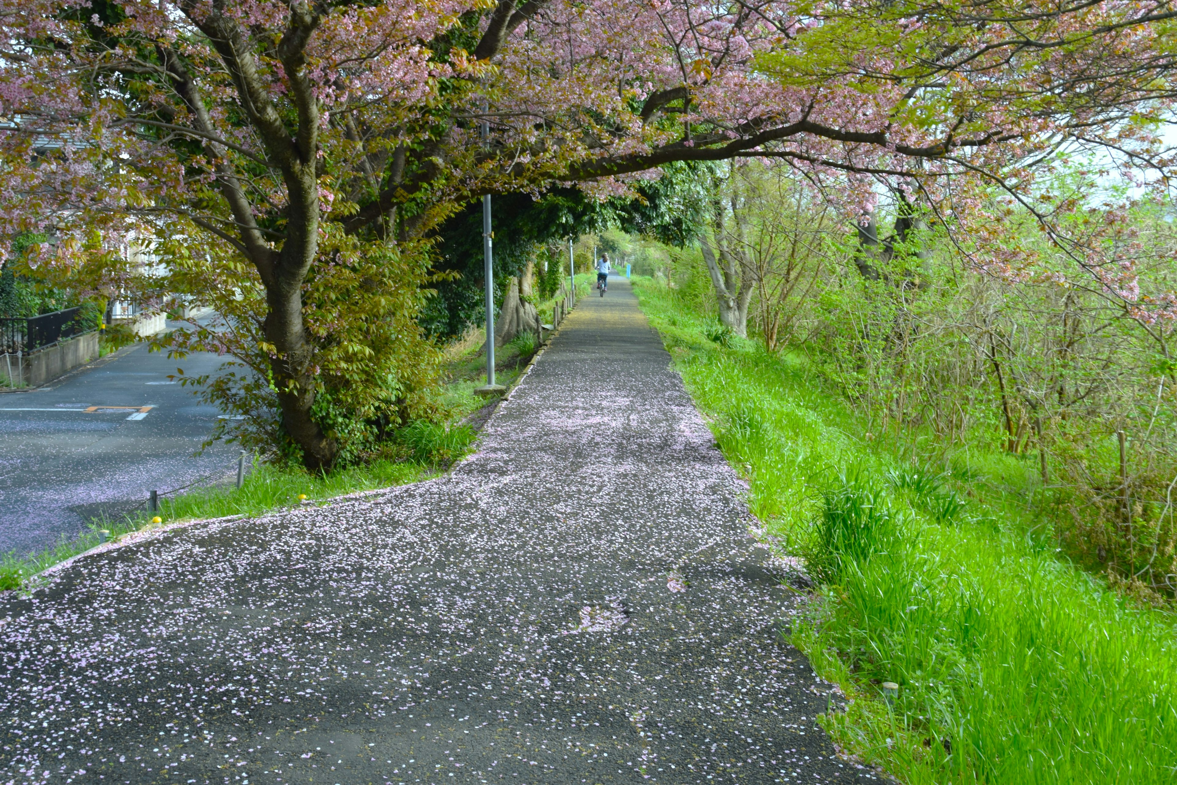 Camino bordeado de árboles de cerezo y pétalos esparcidos