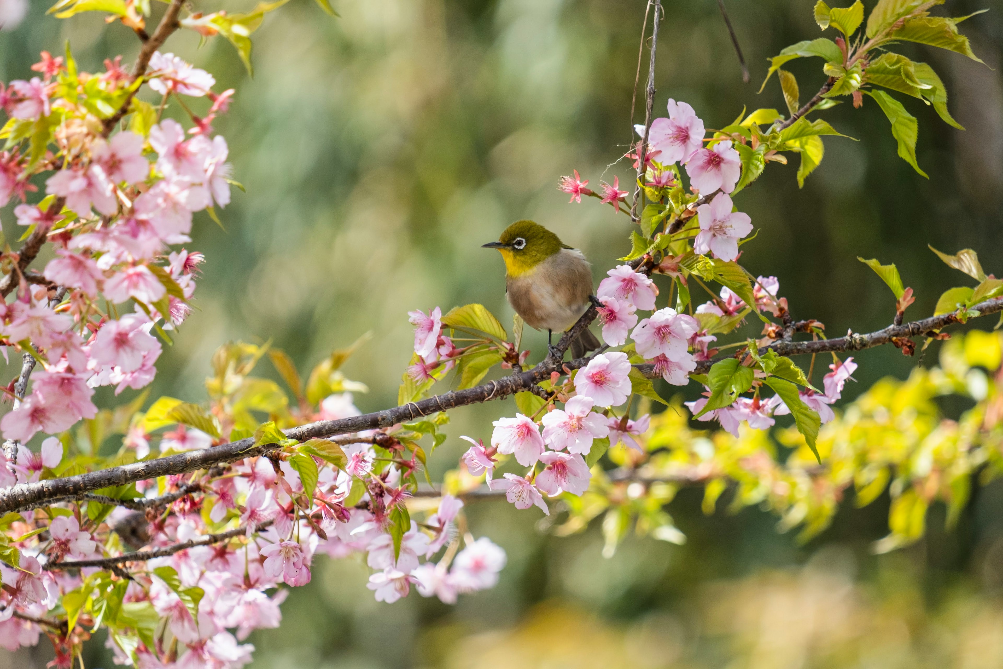 桜の花の枝にとまる小さな鳥の姿