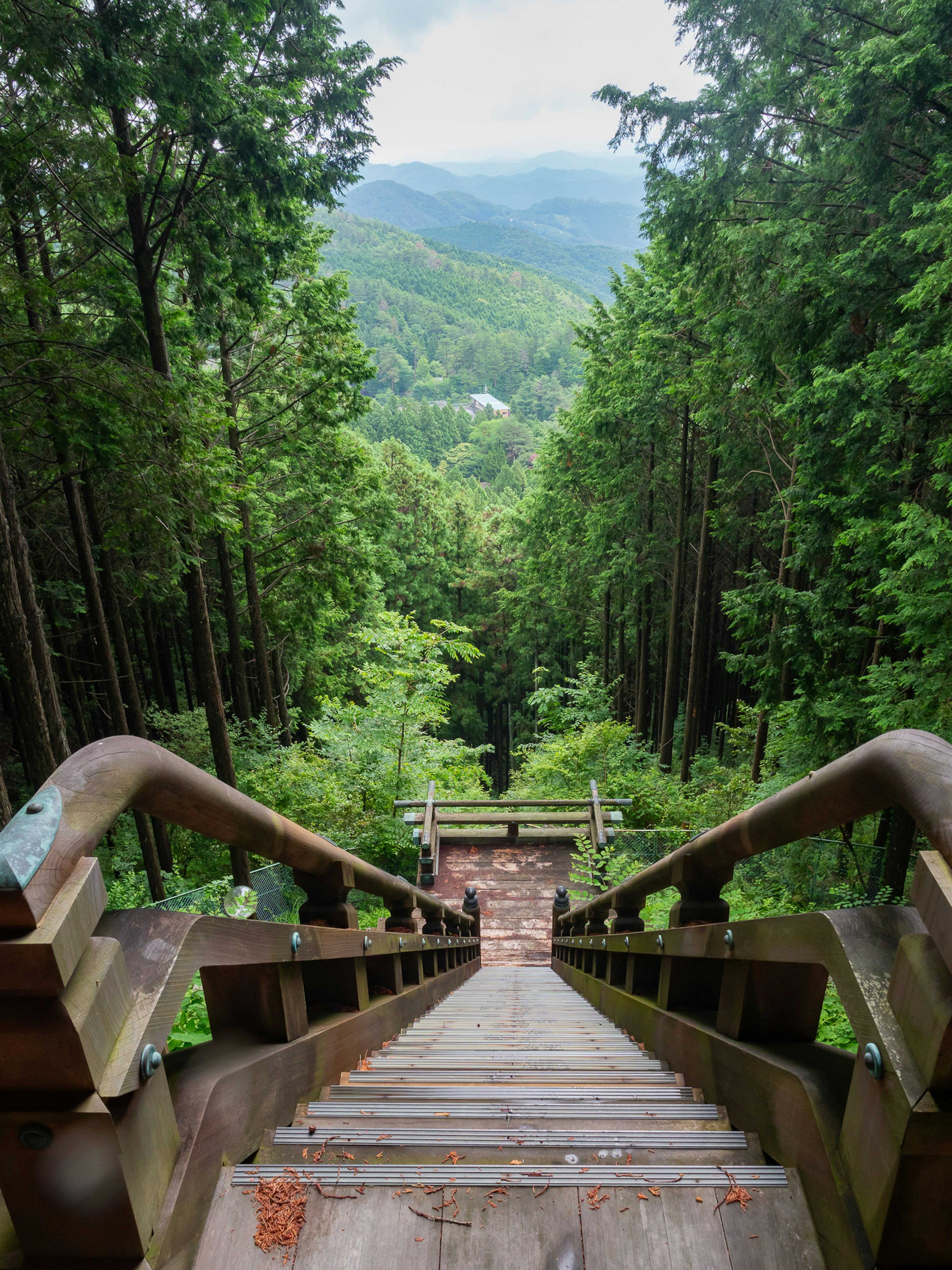 緑豊かな森林の中にある木製の階段が下に続いている風景