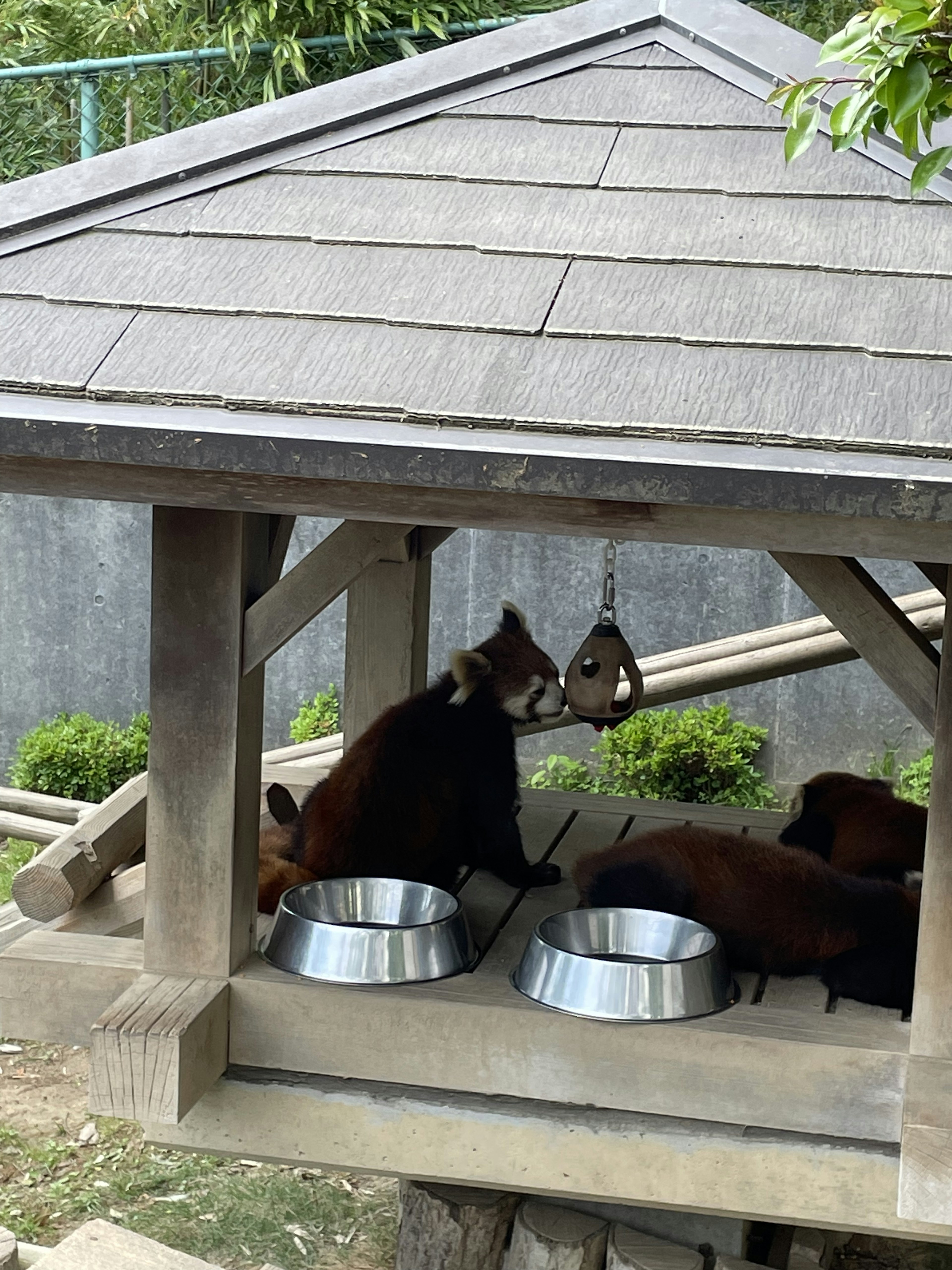 Red pandas sitting in a wooden shelter with food bowls