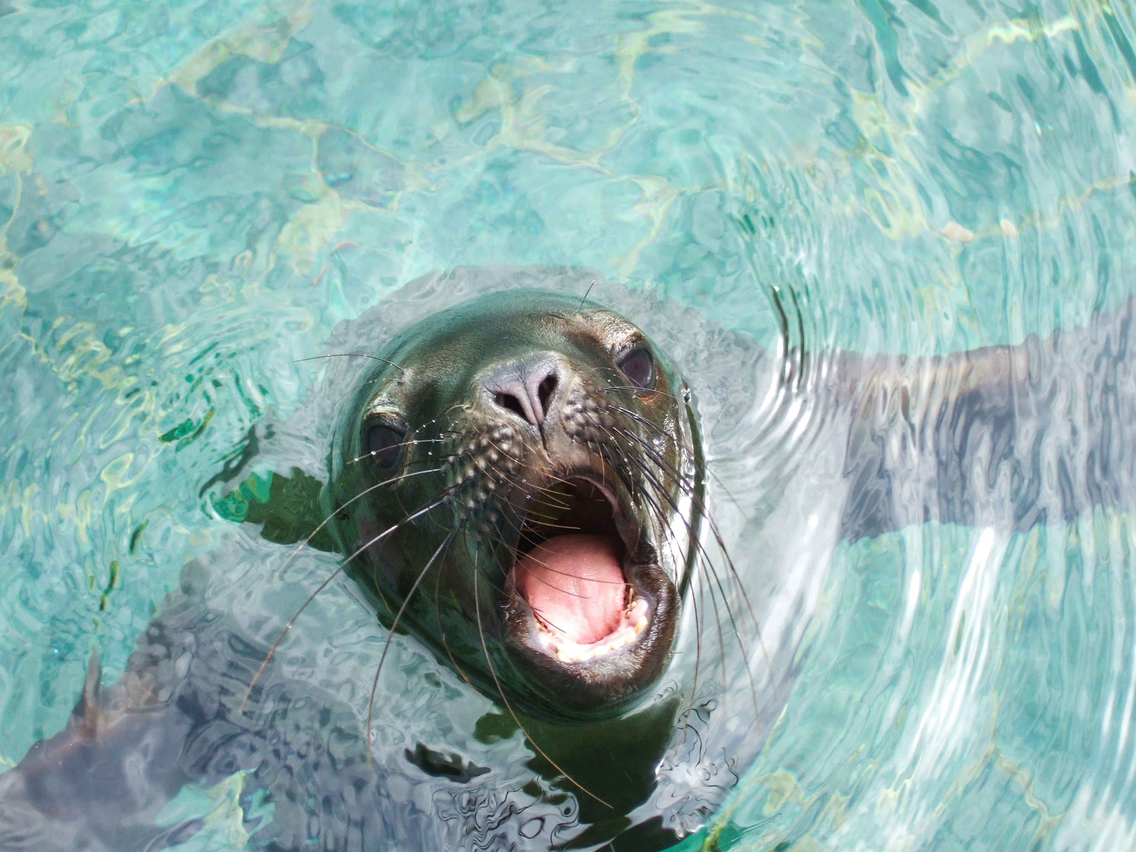 Seal with mouth open in clear water