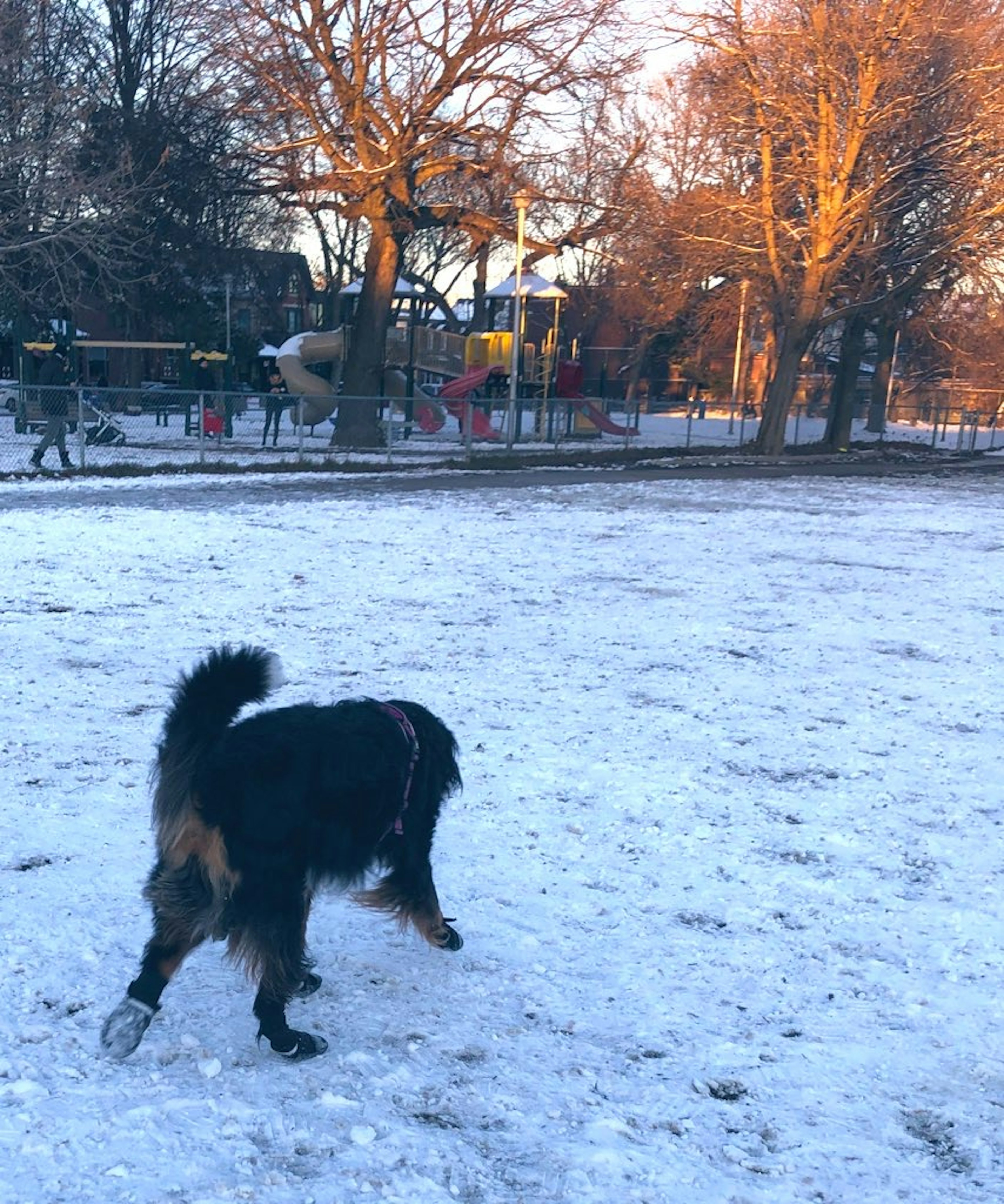 Chien marchant sur la neige dans un parc avec des équipements de jeu