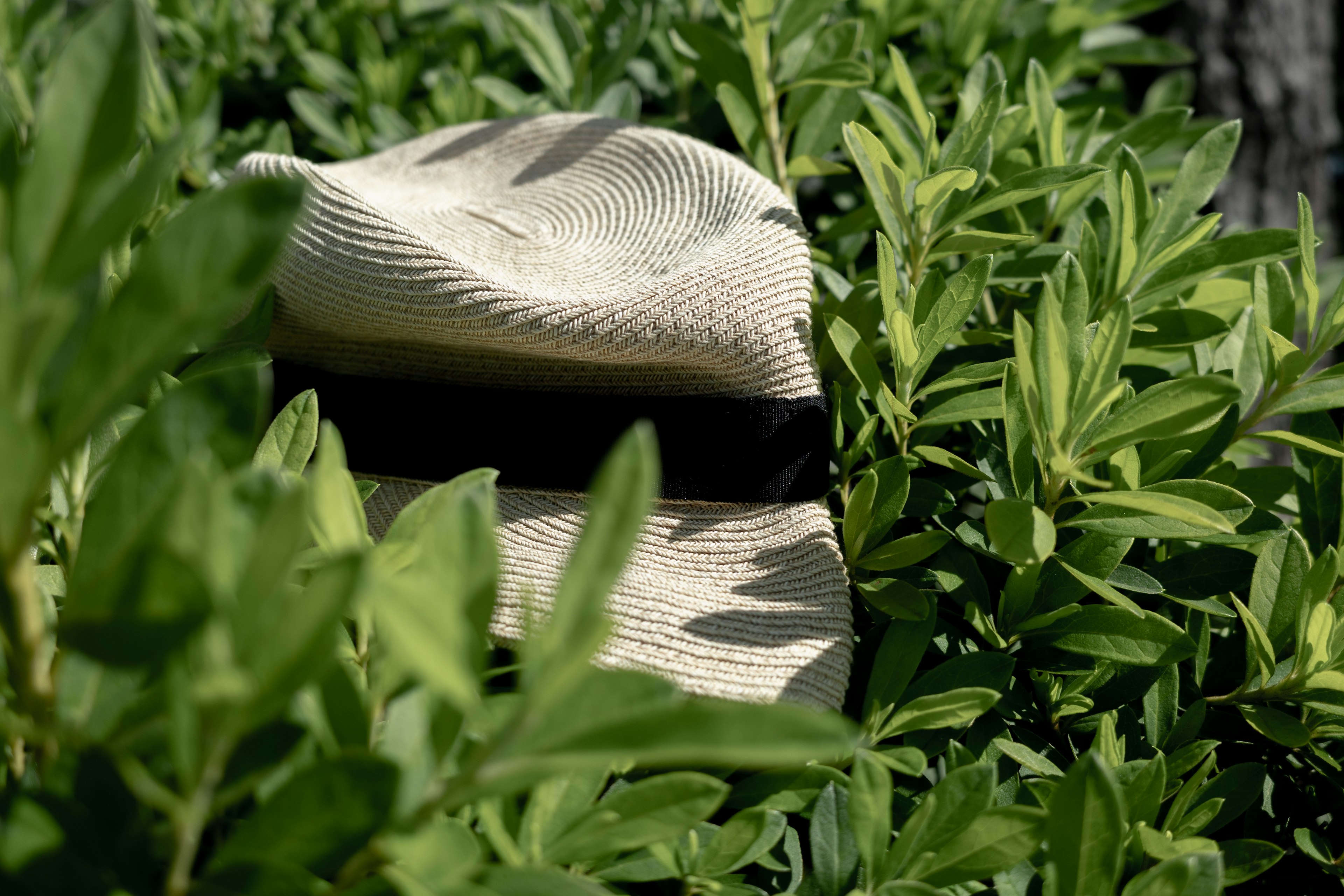 Straw hat nestled among green leaves