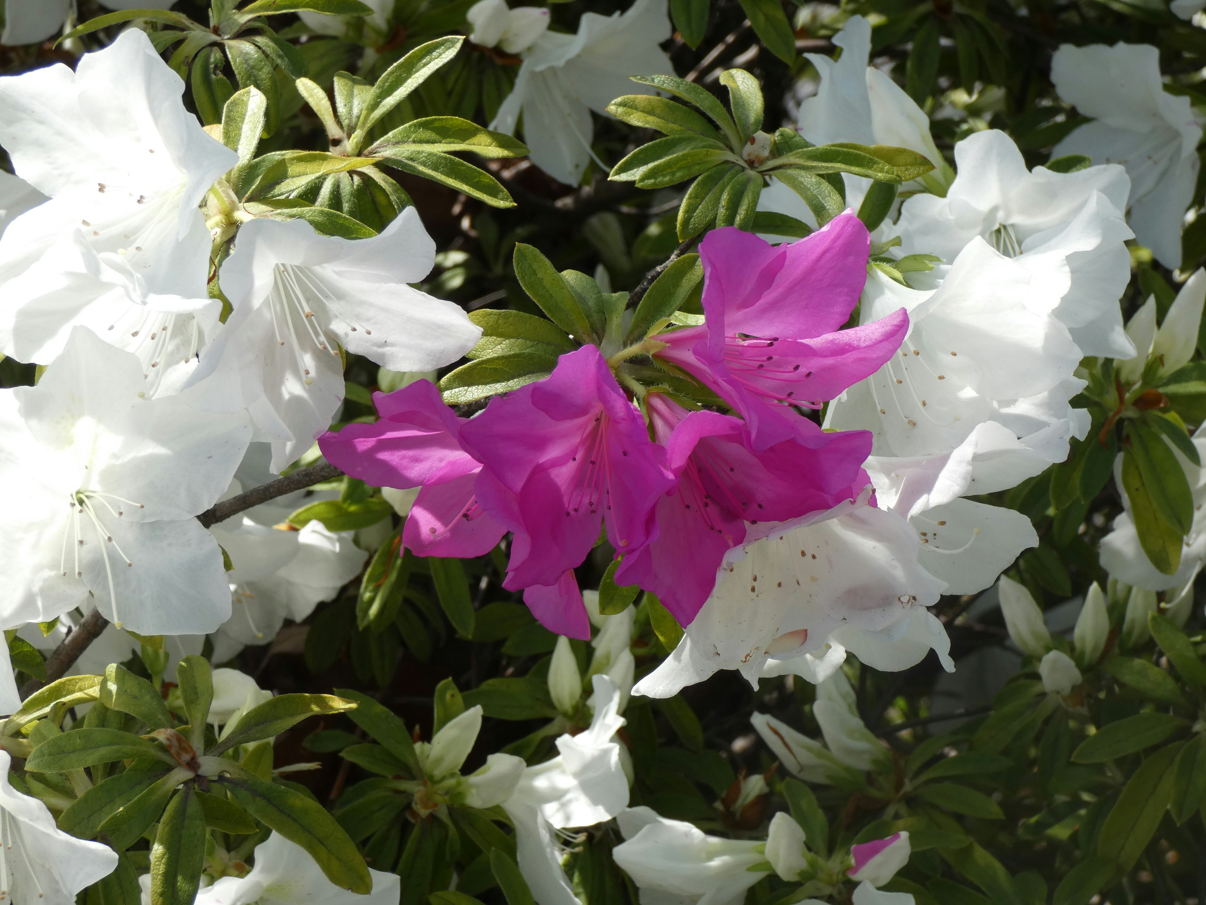 A vibrant purple flower among white flowers in a garden