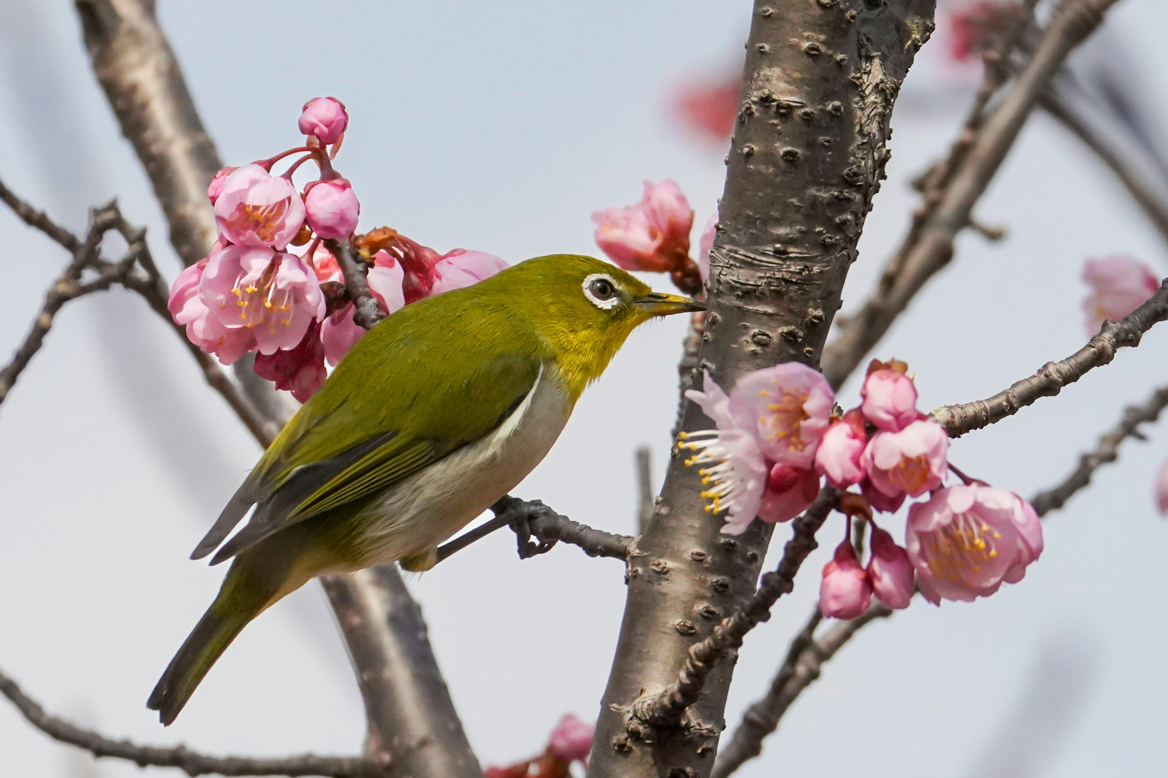 小さな緑色の鳥が桜の花の間に止まっている