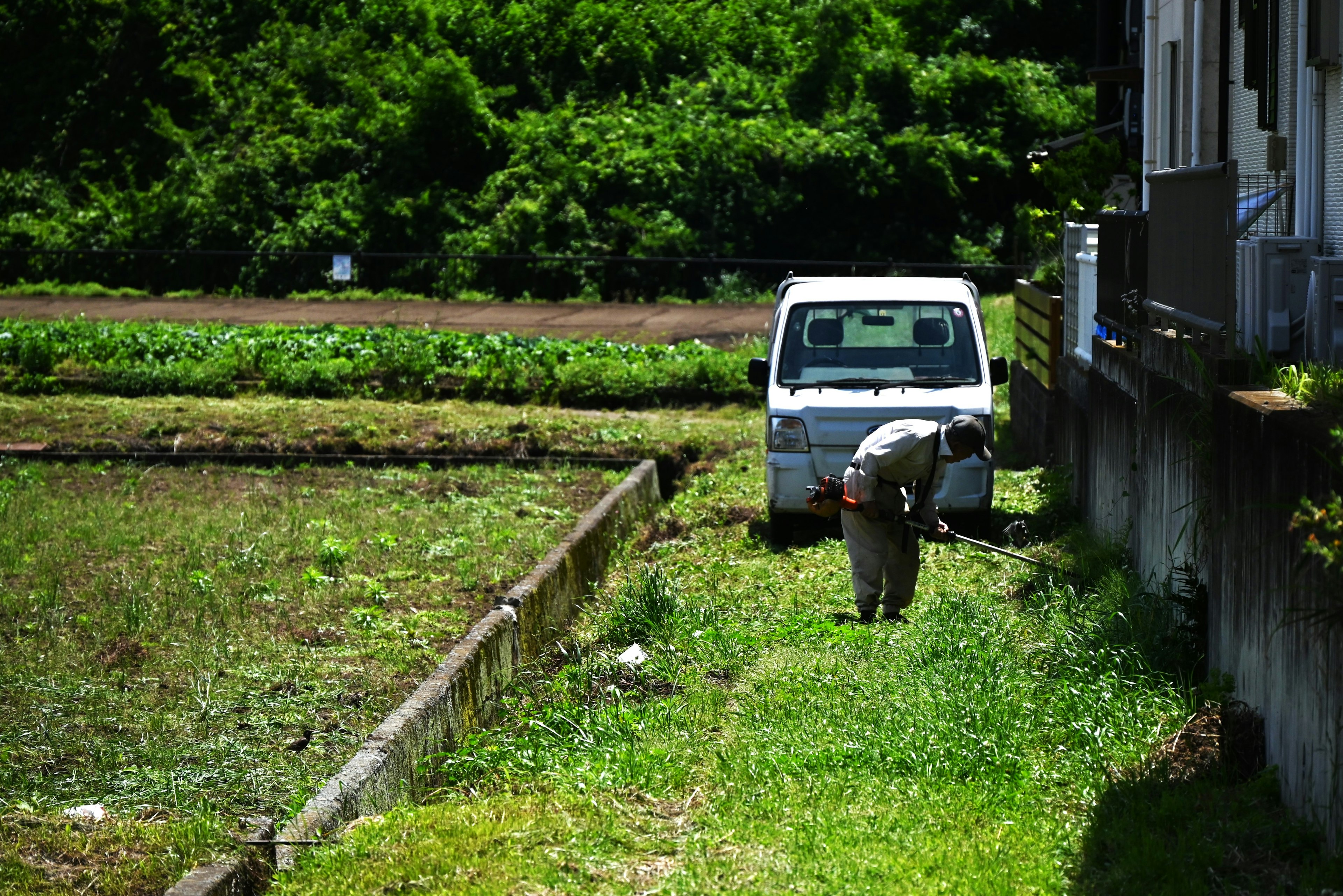 Seorang pria bekerja di ladang padi dengan truk putih di dekatnya