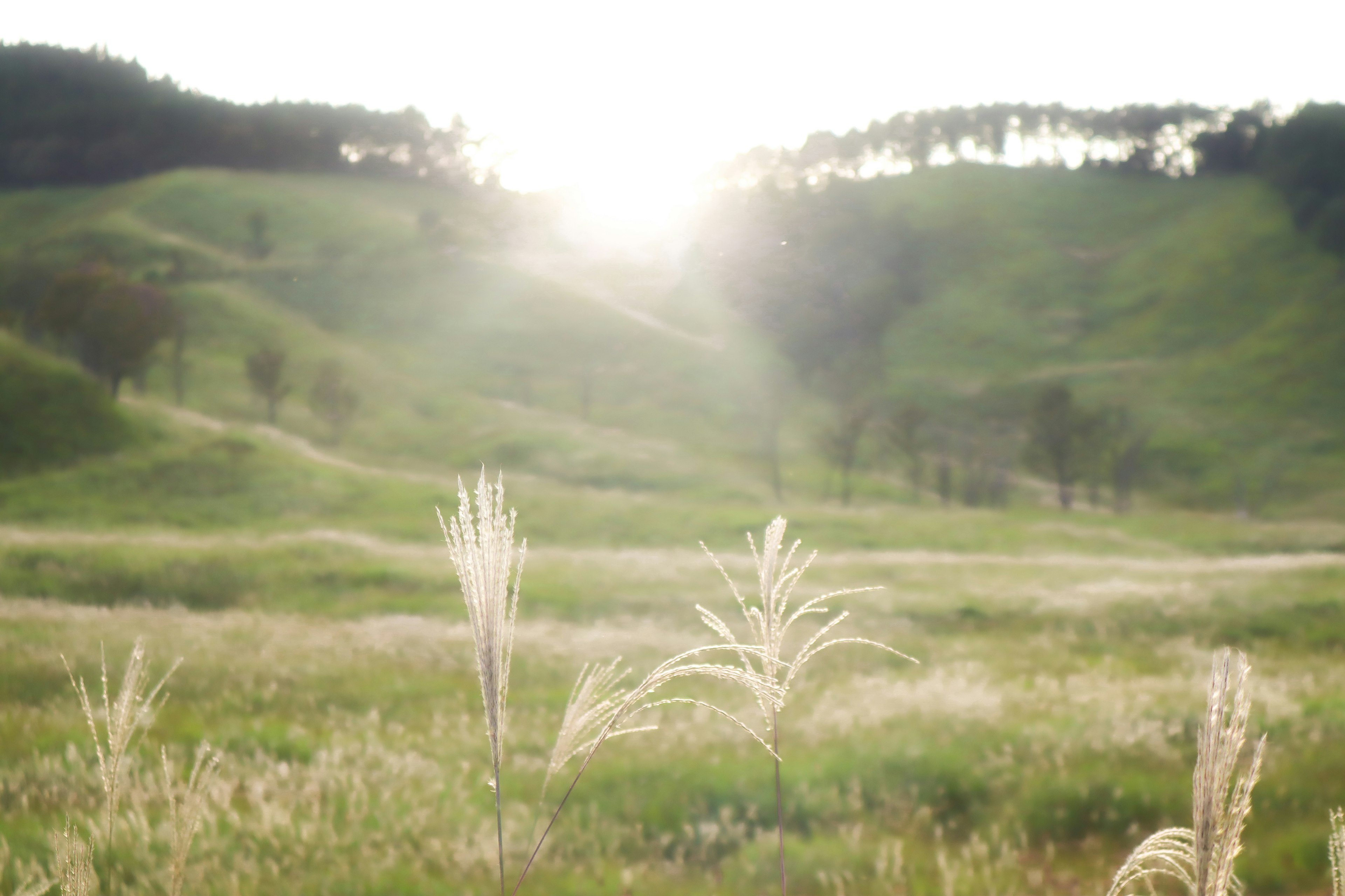 Lush hills and grassy field with sunlight shining in the background