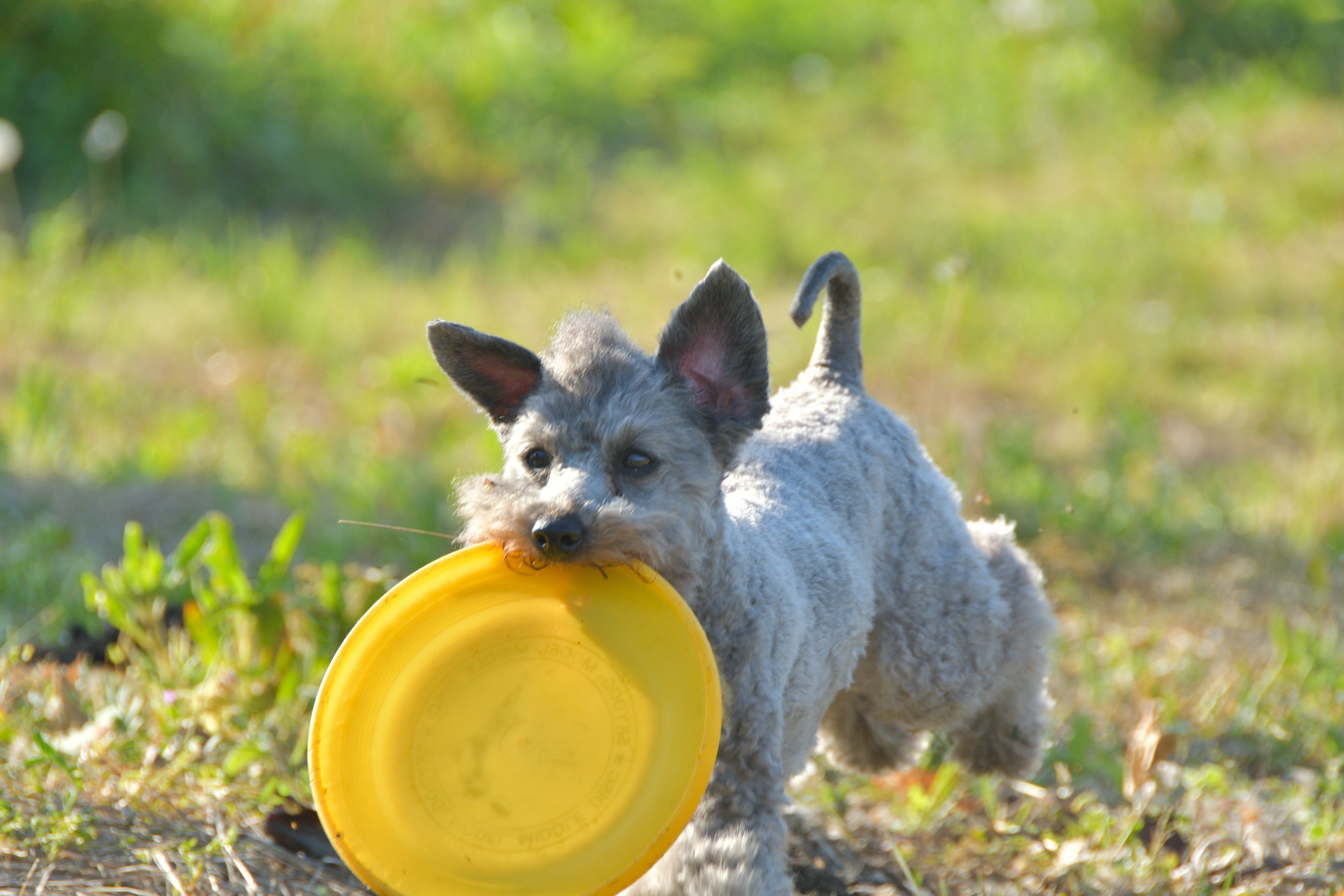 Un petit chien tenant un frisbee jaune dans sa bouche