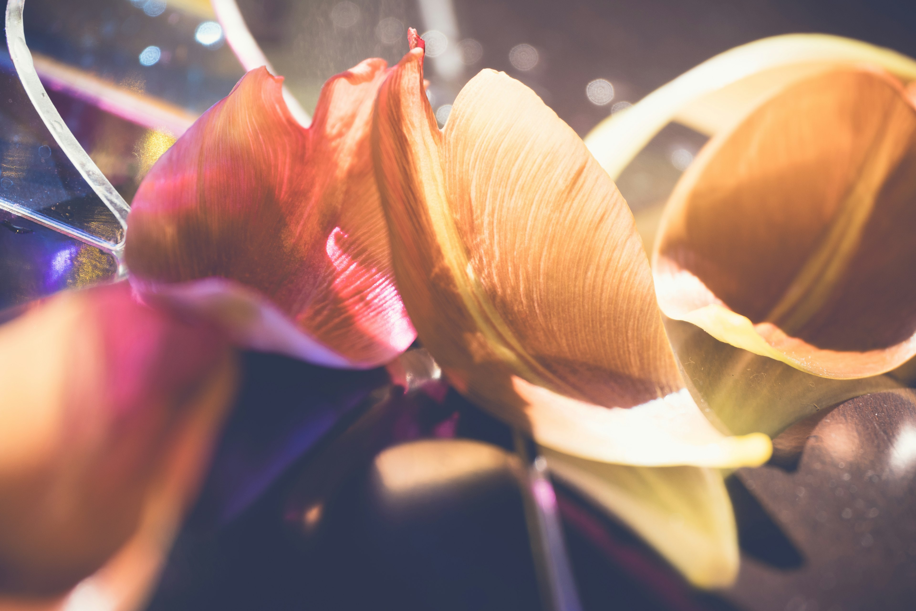 Gros plan sur des pétales de fleur colorés se chevauchant