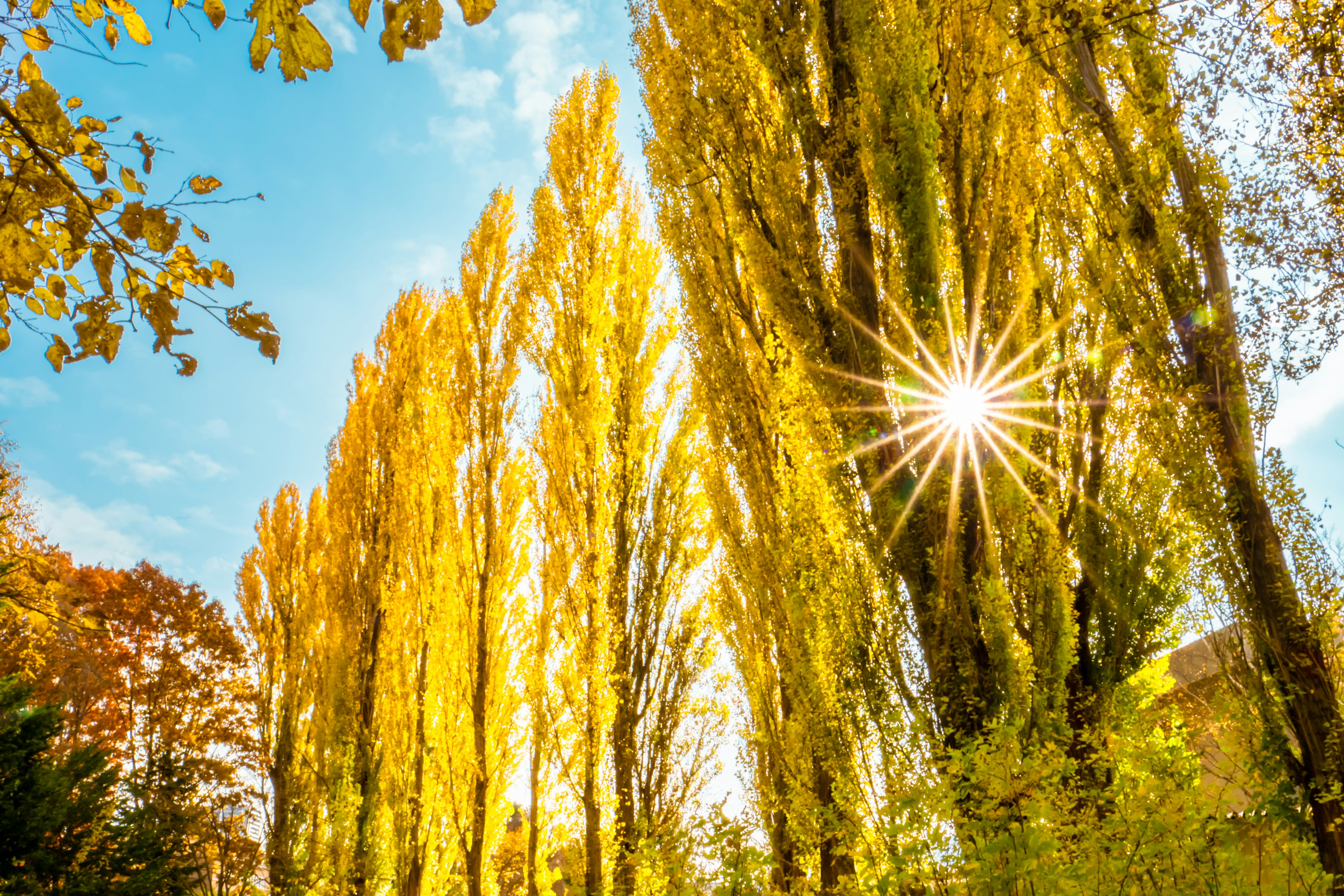 Tall yellow poplar trees under a bright blue sky with sunlight