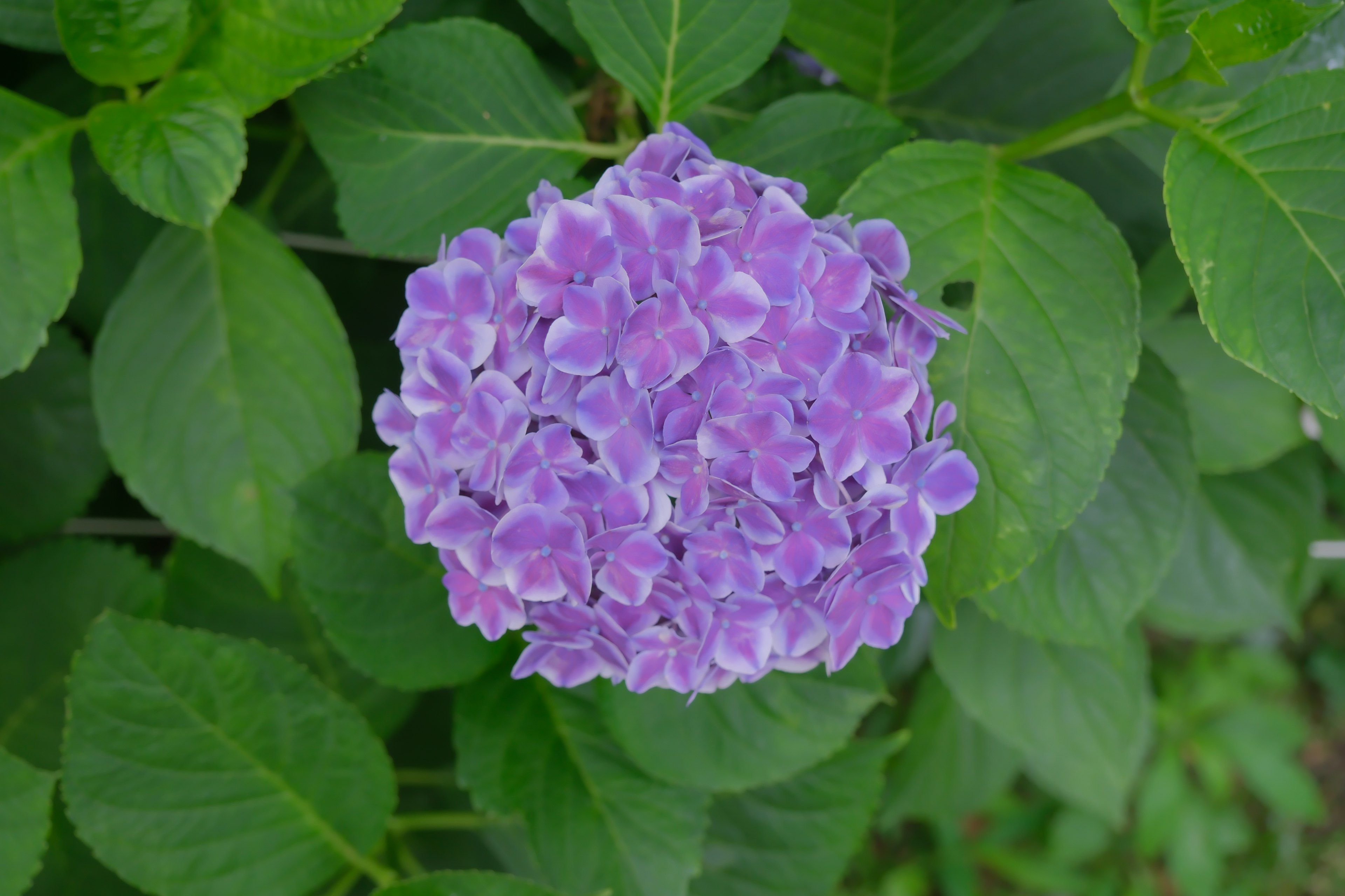 Lila Hortensienblüte umgeben von grünen Blättern