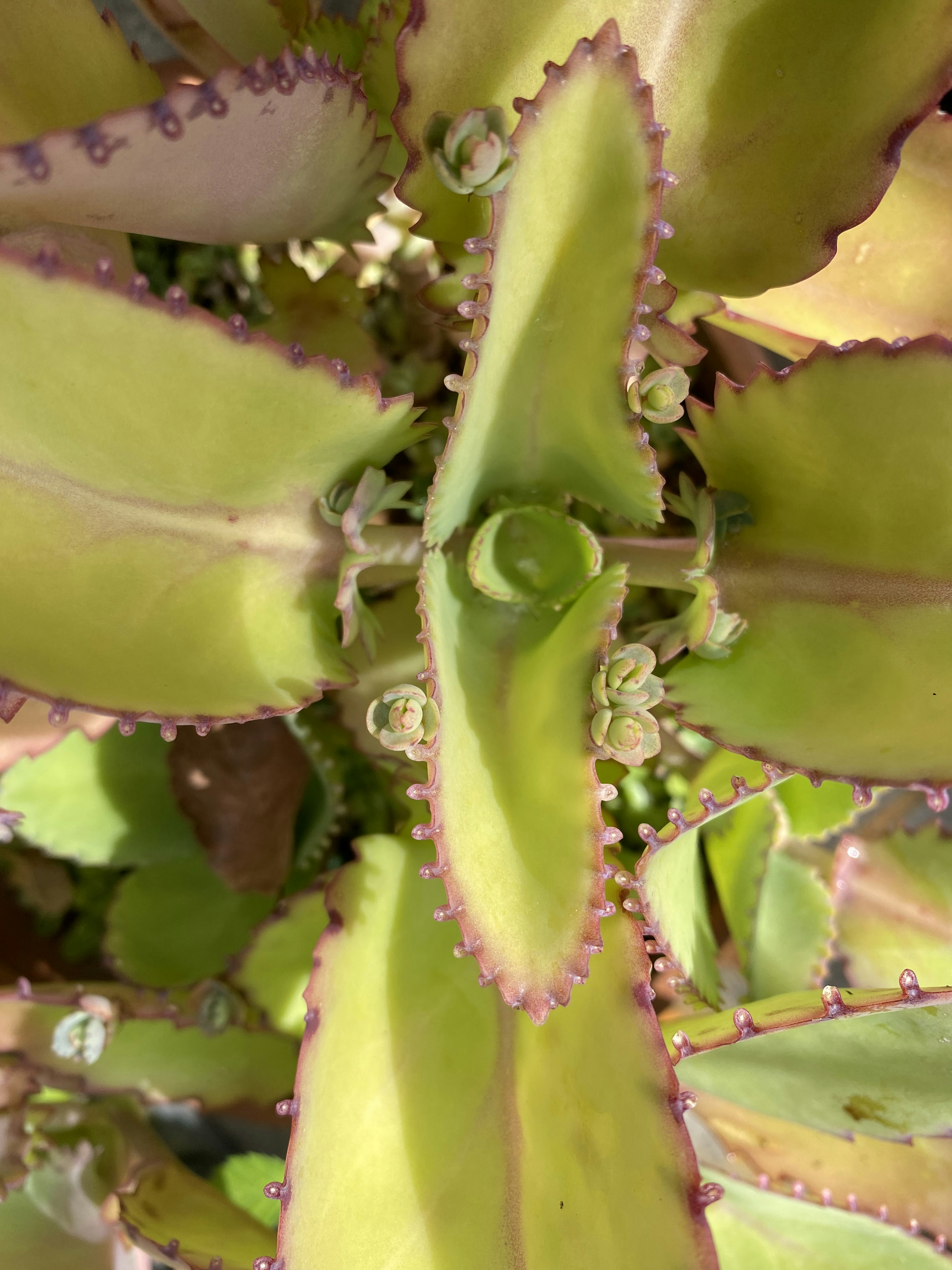 Immagine ravvicinata di una pianta succulenta con foglie verdi e piccoli fiori al centro