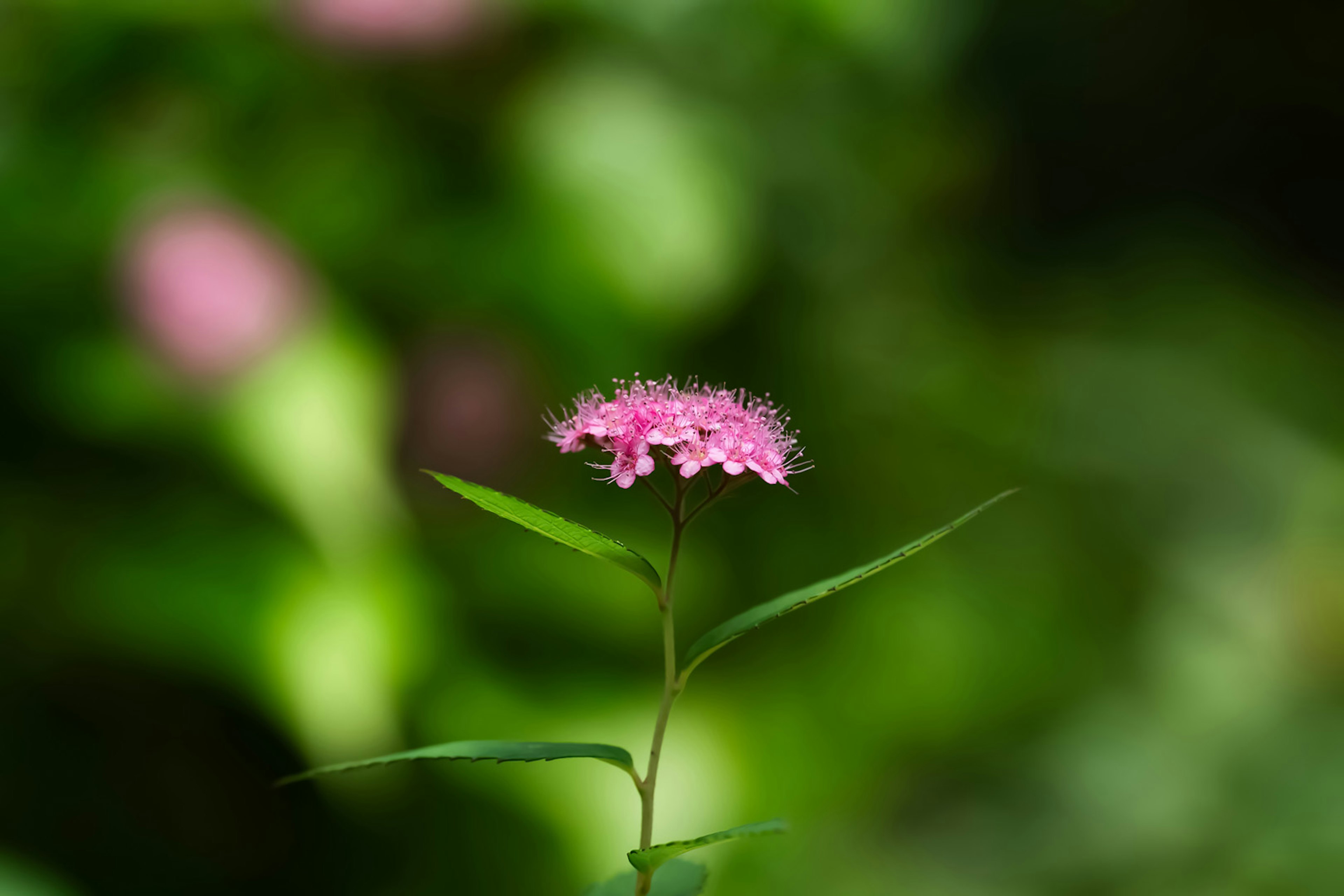 Eine einzelne rosa Blume hebt sich von einem grünen Hintergrund ab