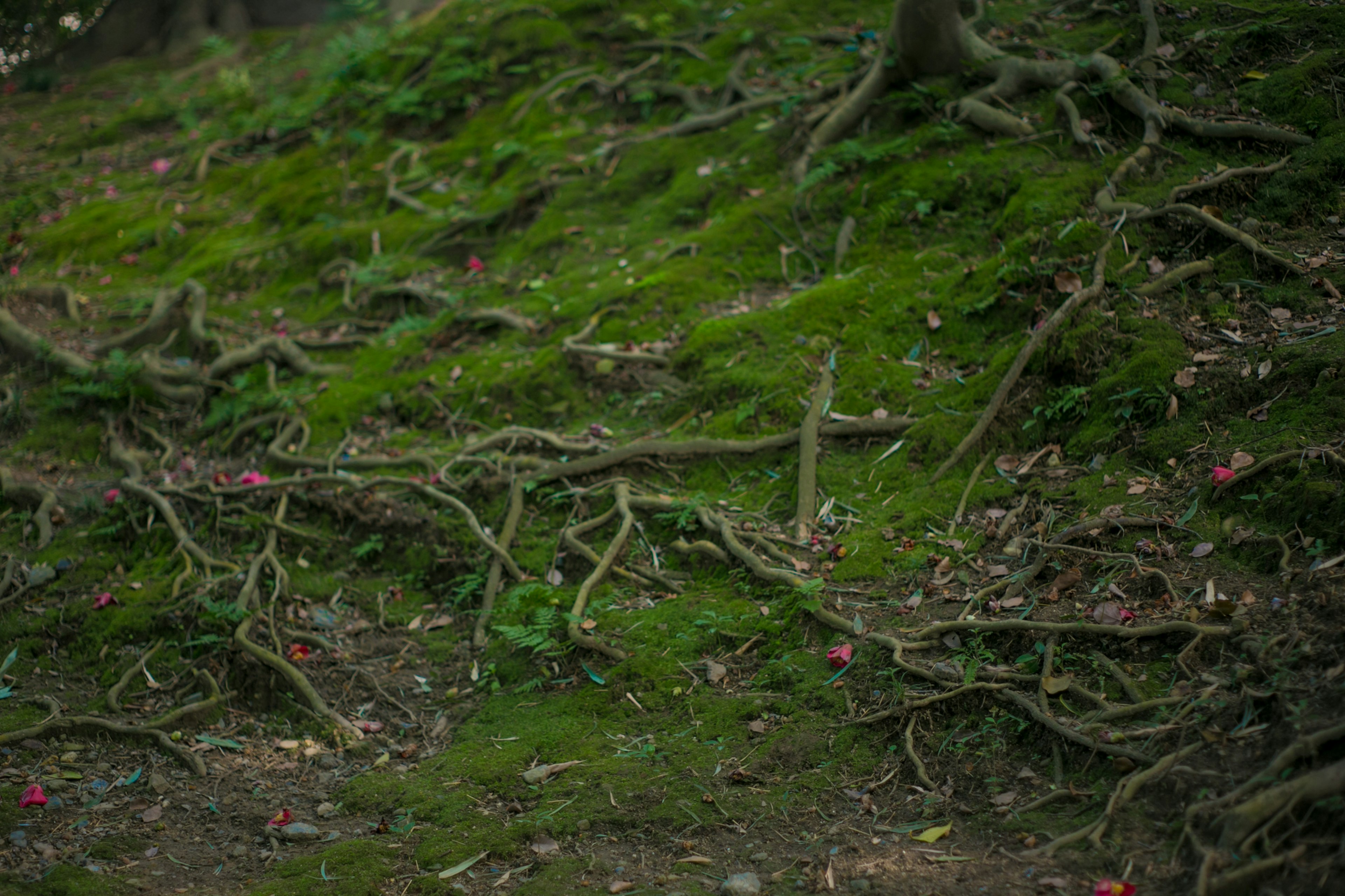 Terreno coperto di muschio verde con radici di alberi intrecciate