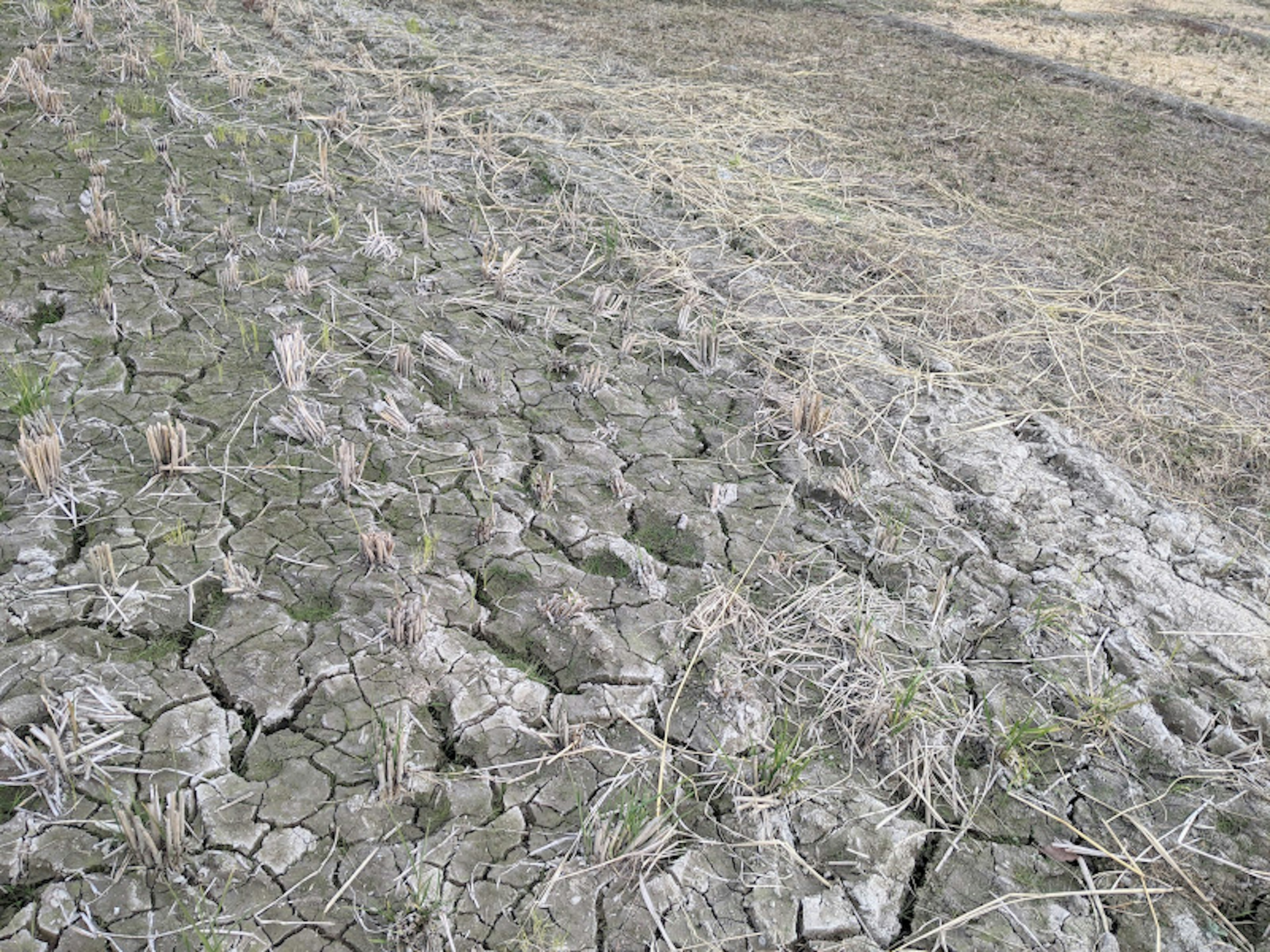 Suelo seco agrietado con parches de vegetación muerta