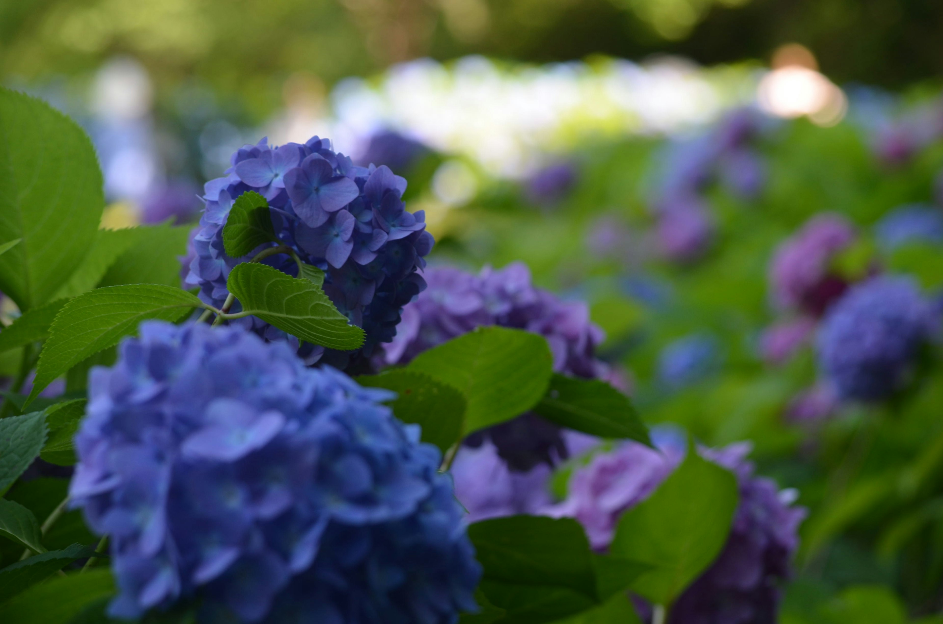 青紫色のアジサイの花と緑の葉が映える風景