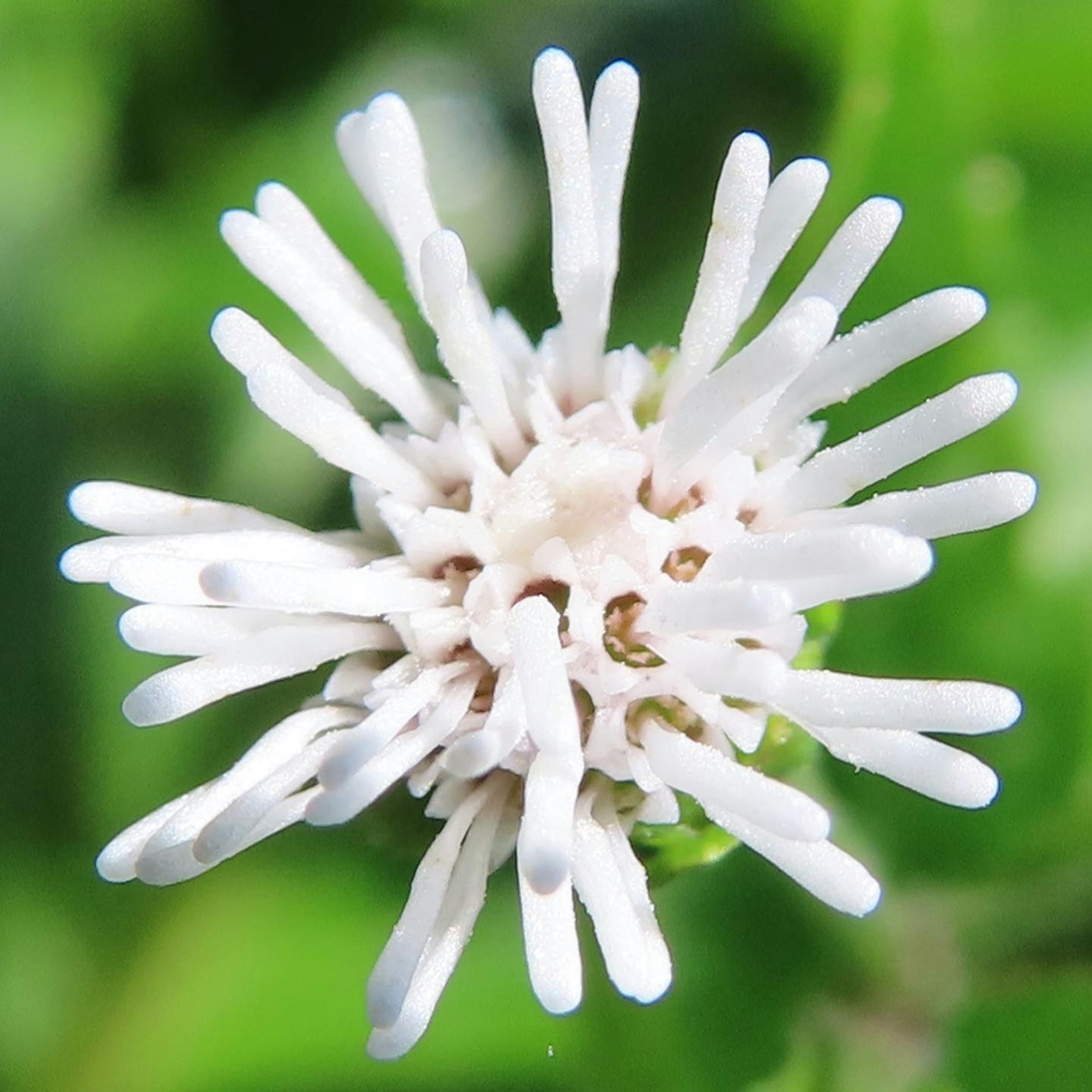 Acercamiento de una flor blanca con pétalos puntiagudos sobre un fondo verde