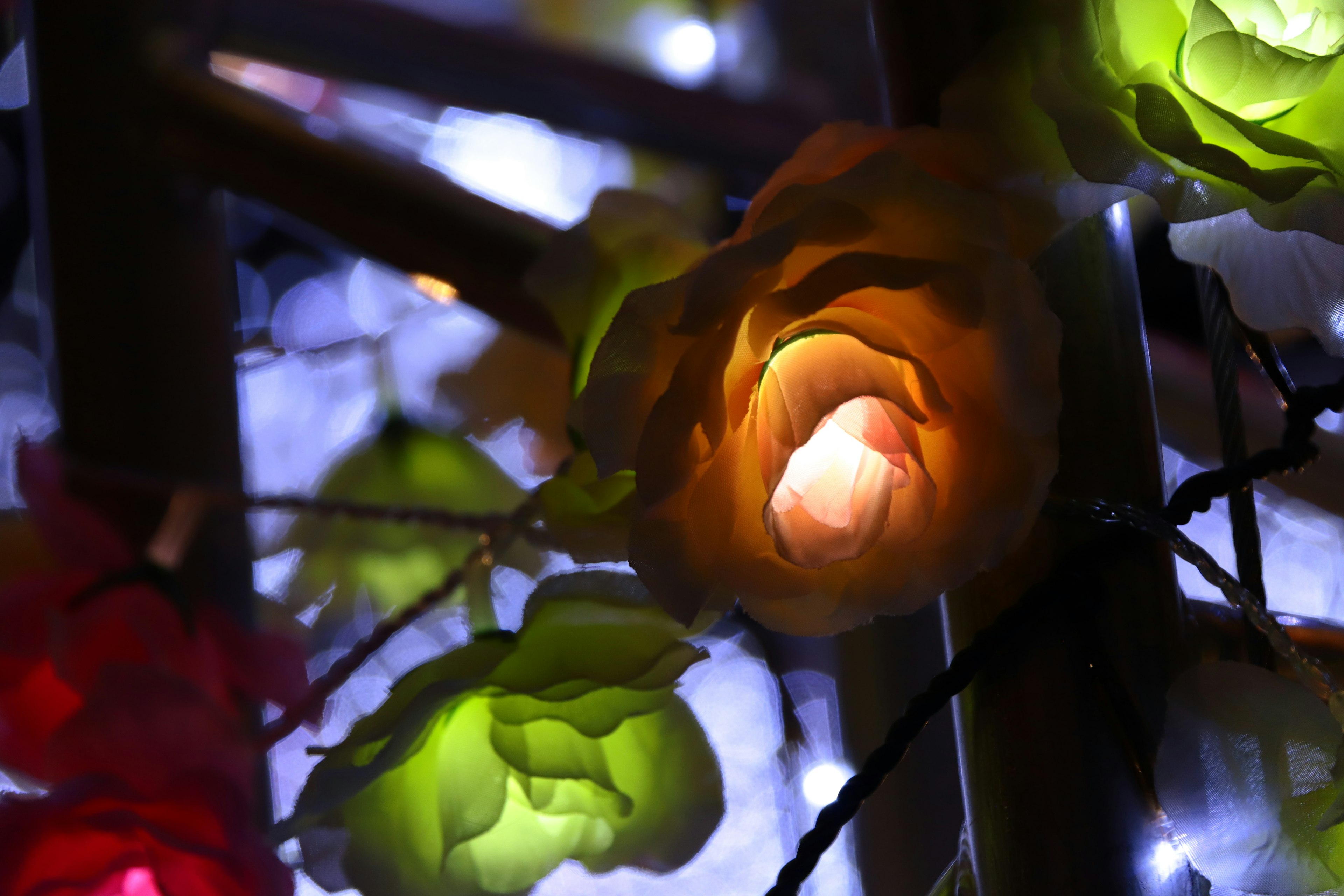 Close-up of flowers illuminated by colorful lights