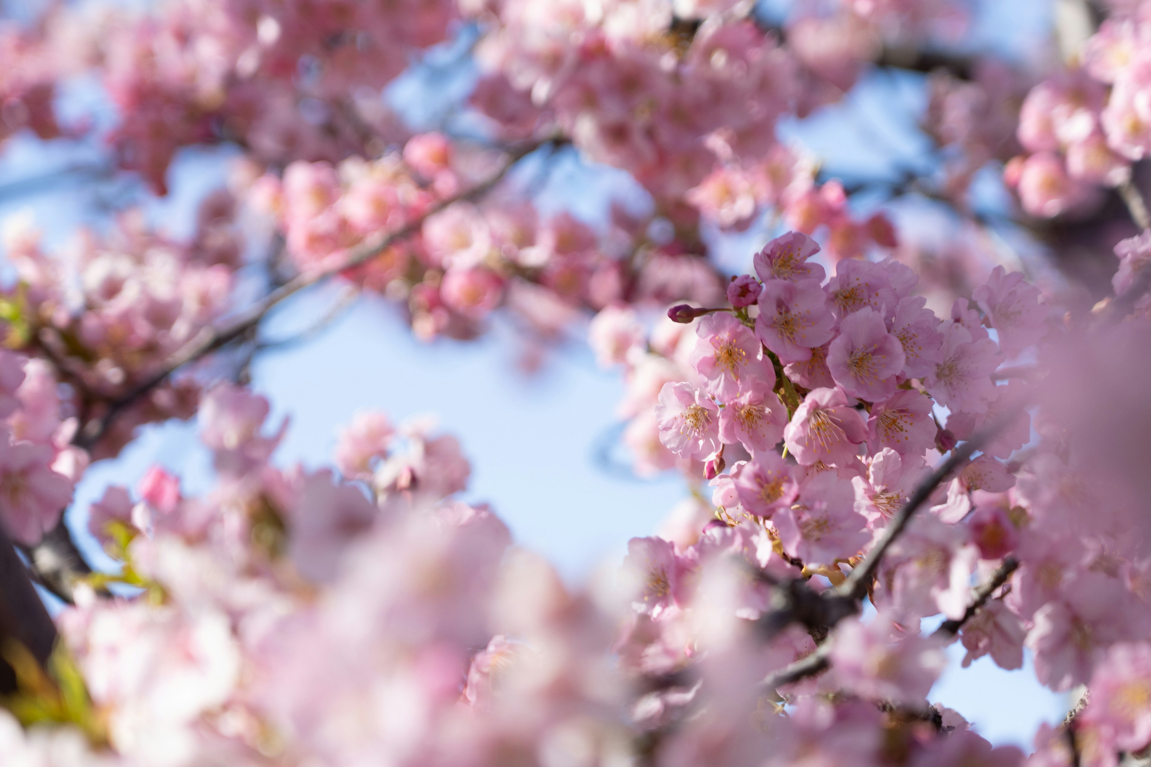 Nahaufnahme von Kirschblüten an einem Zweig vor einem blauen Himmel