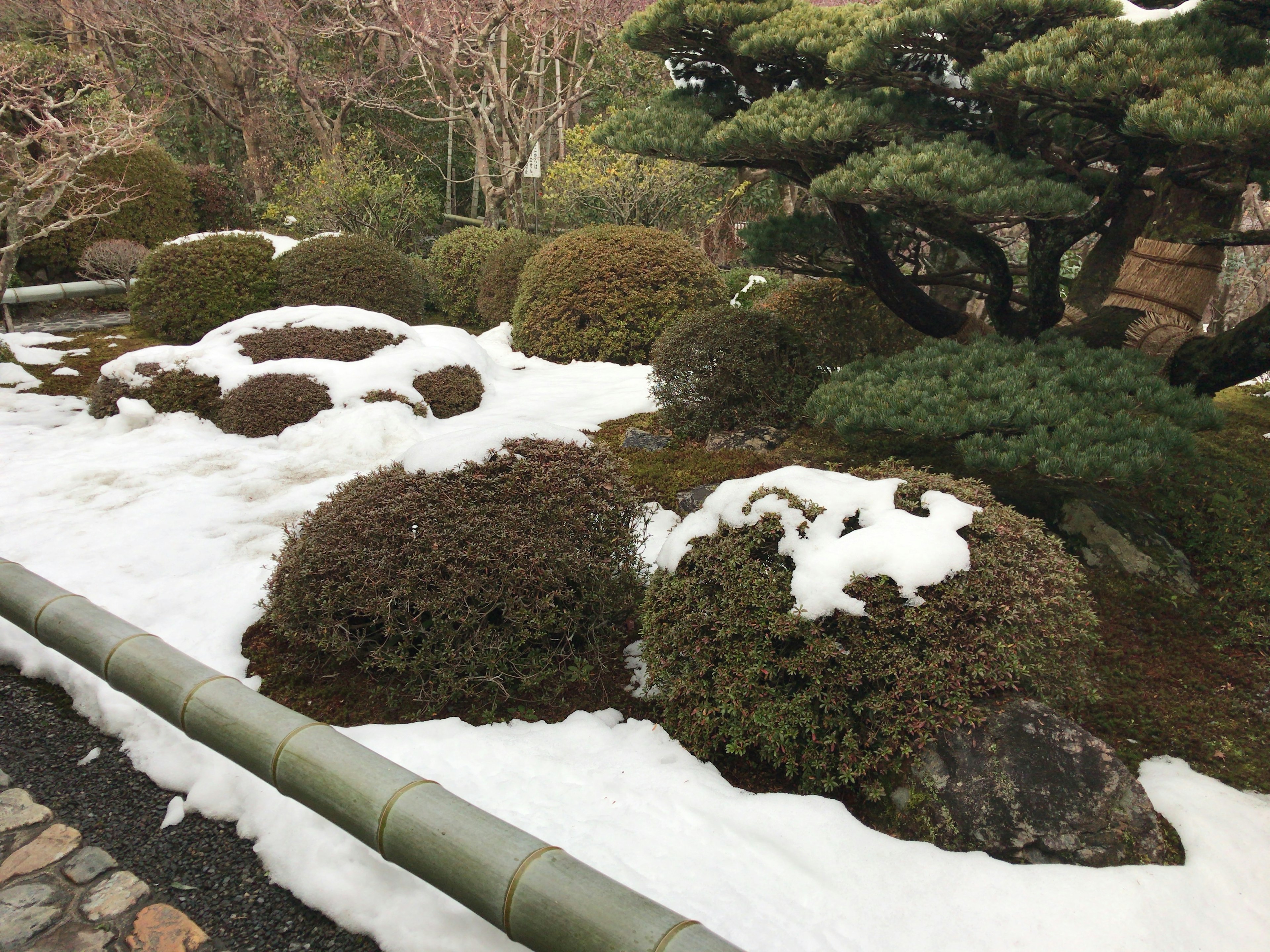 Snow-covered Japanese garden scene featuring carefully arranged shrubs and stones