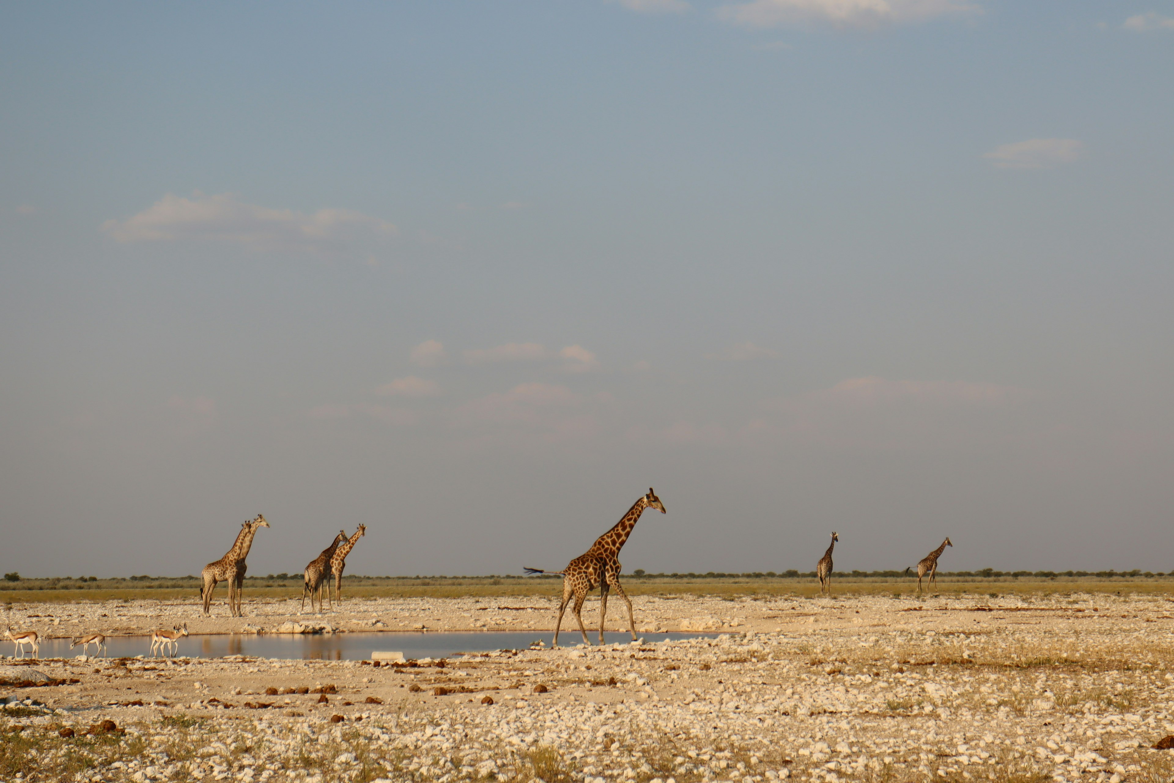 Un branco di giraffe che beve acqua in una savana secca