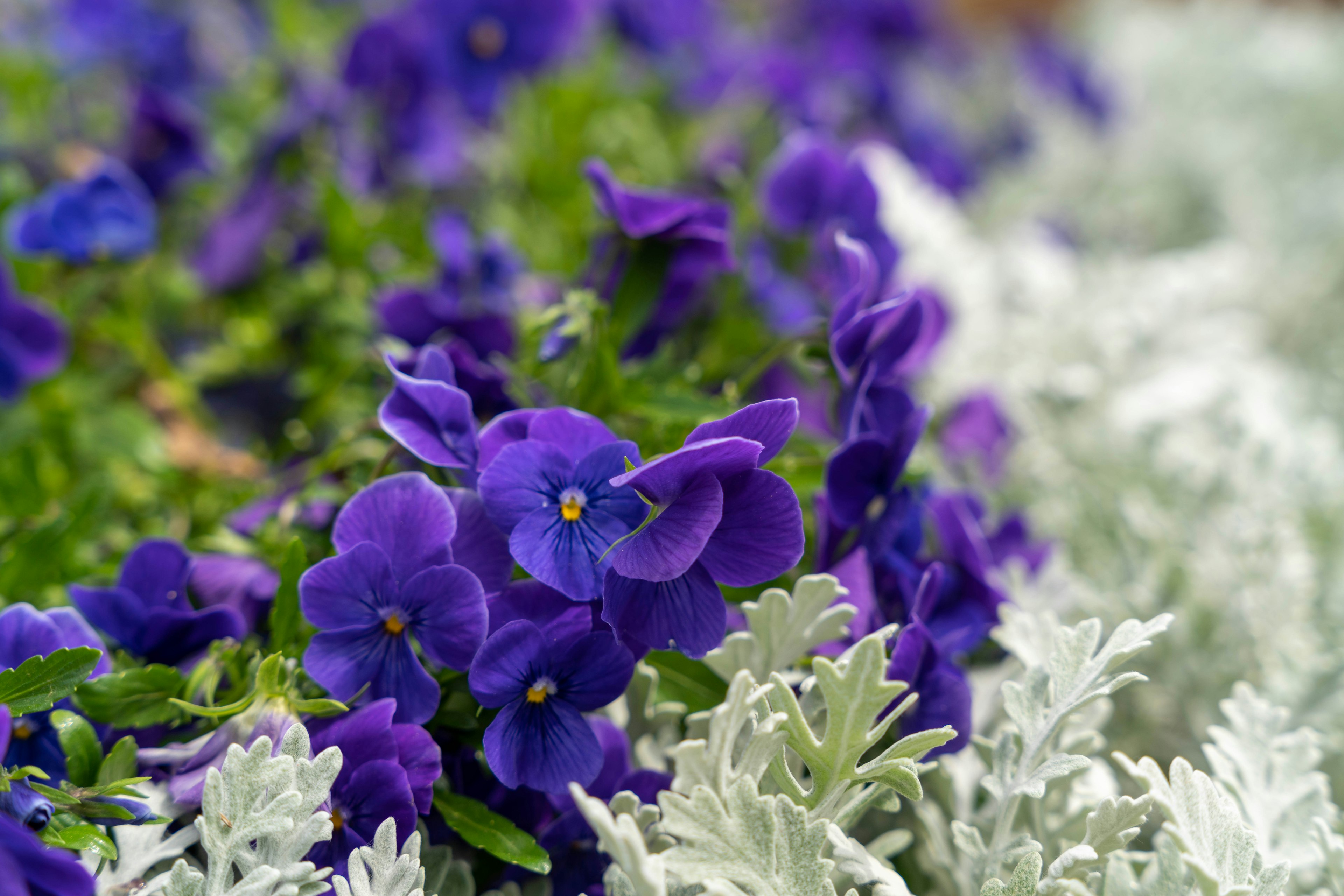 Fiori viola con fogliame verde lussureggiante e foglie argentate in un giardino