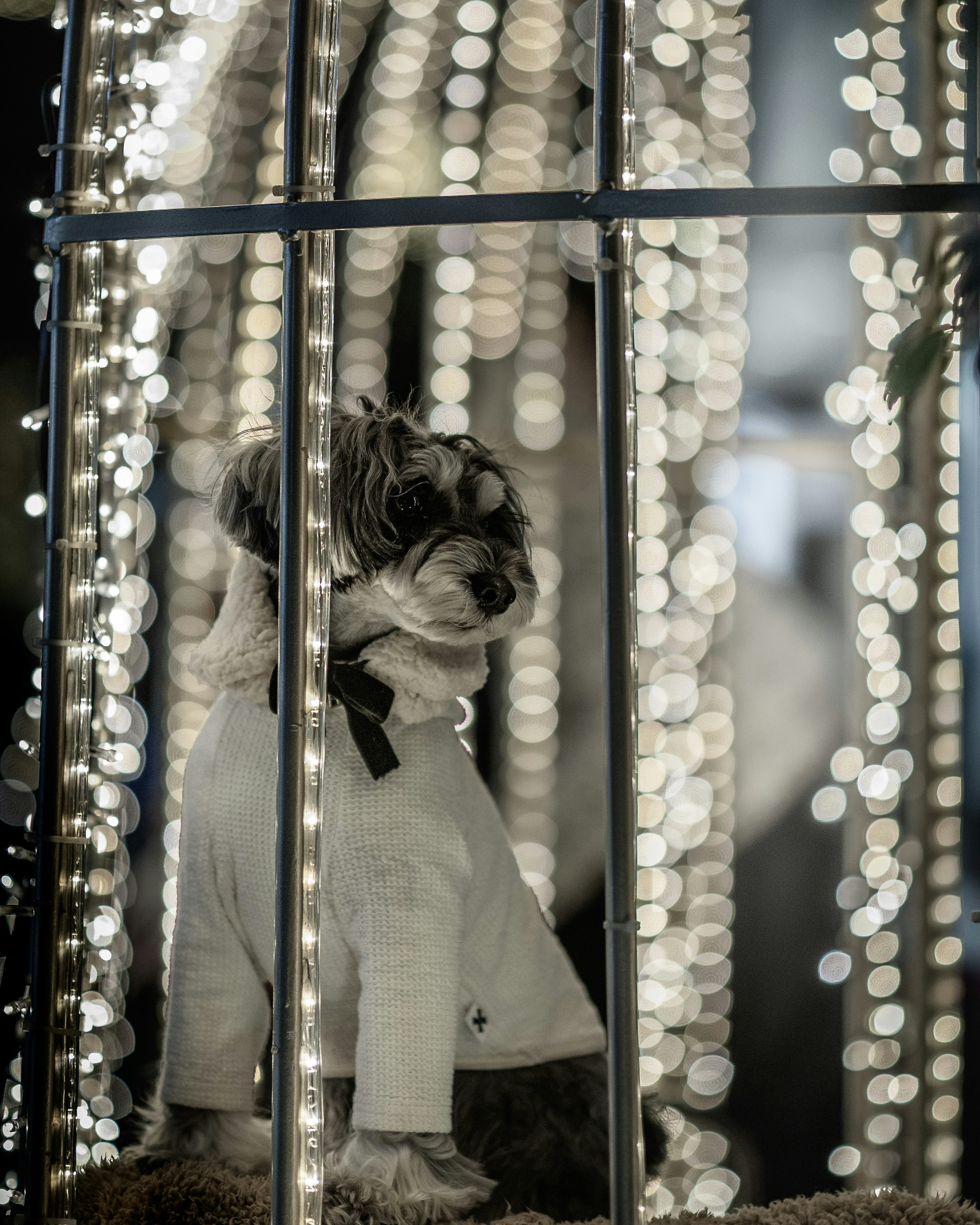 A dressed dog behind a cage with sparkling lights in the background