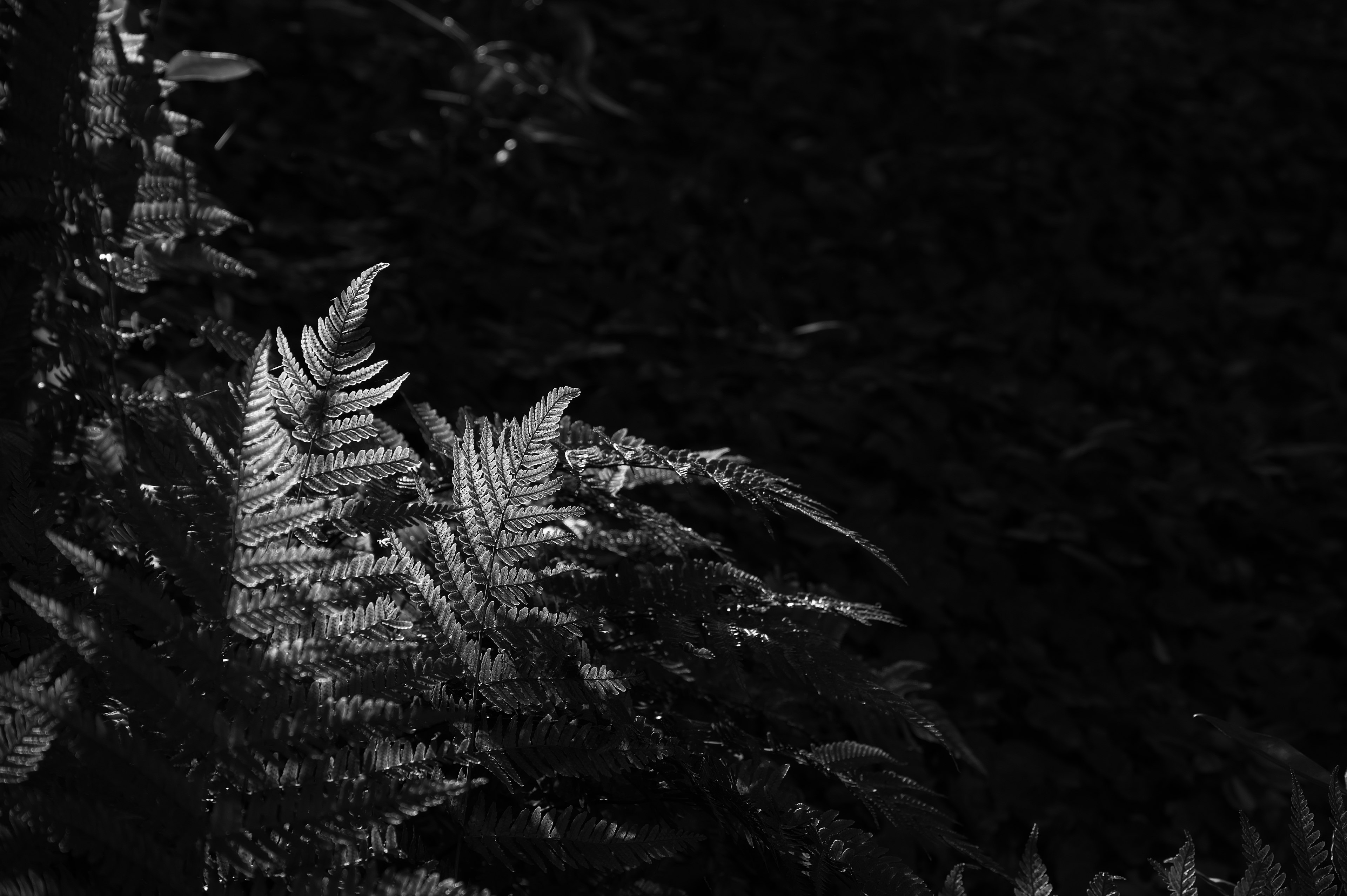 Monochrome image of fern leaves against a dark background