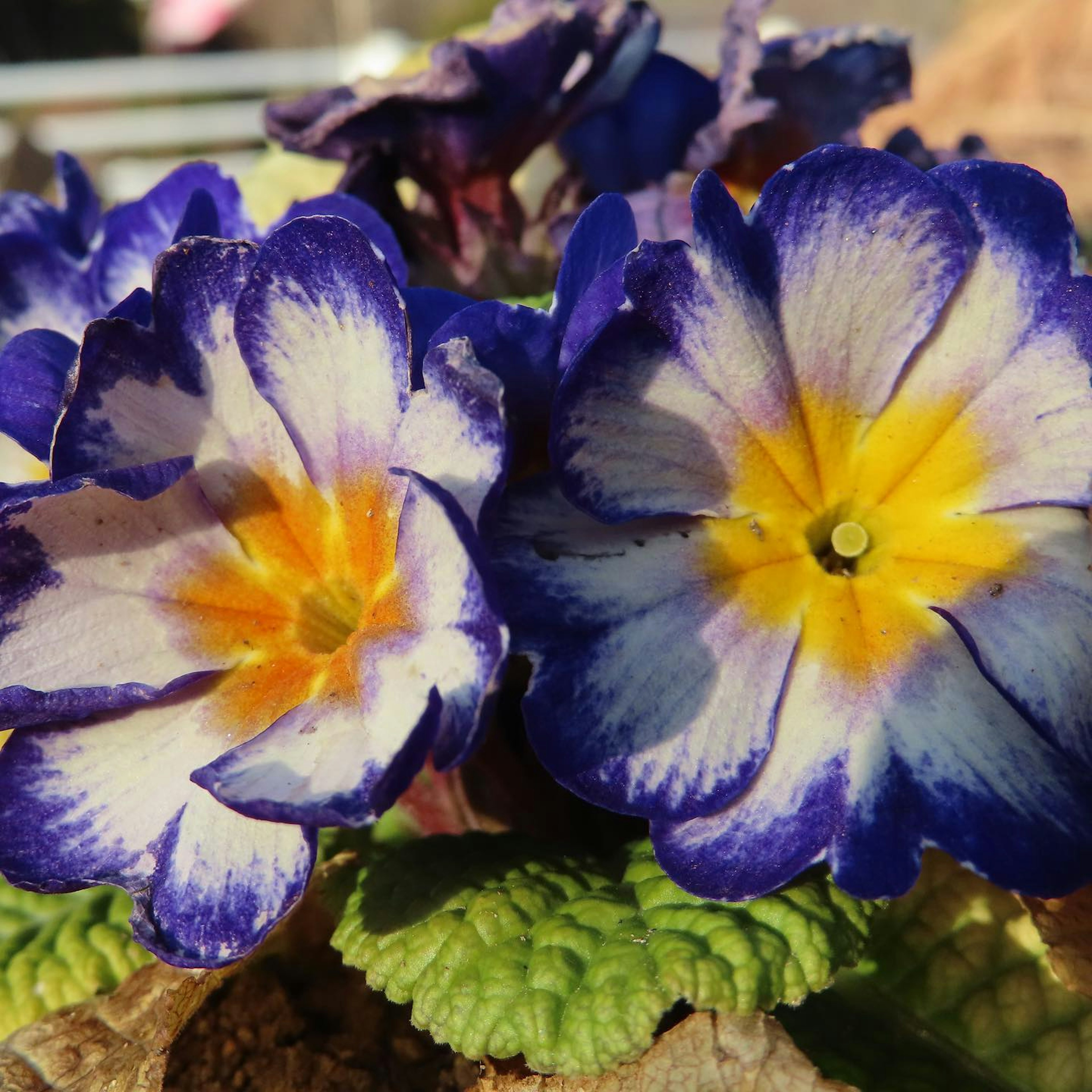 Primo piano di fiori di primula viola e gialla vibranti