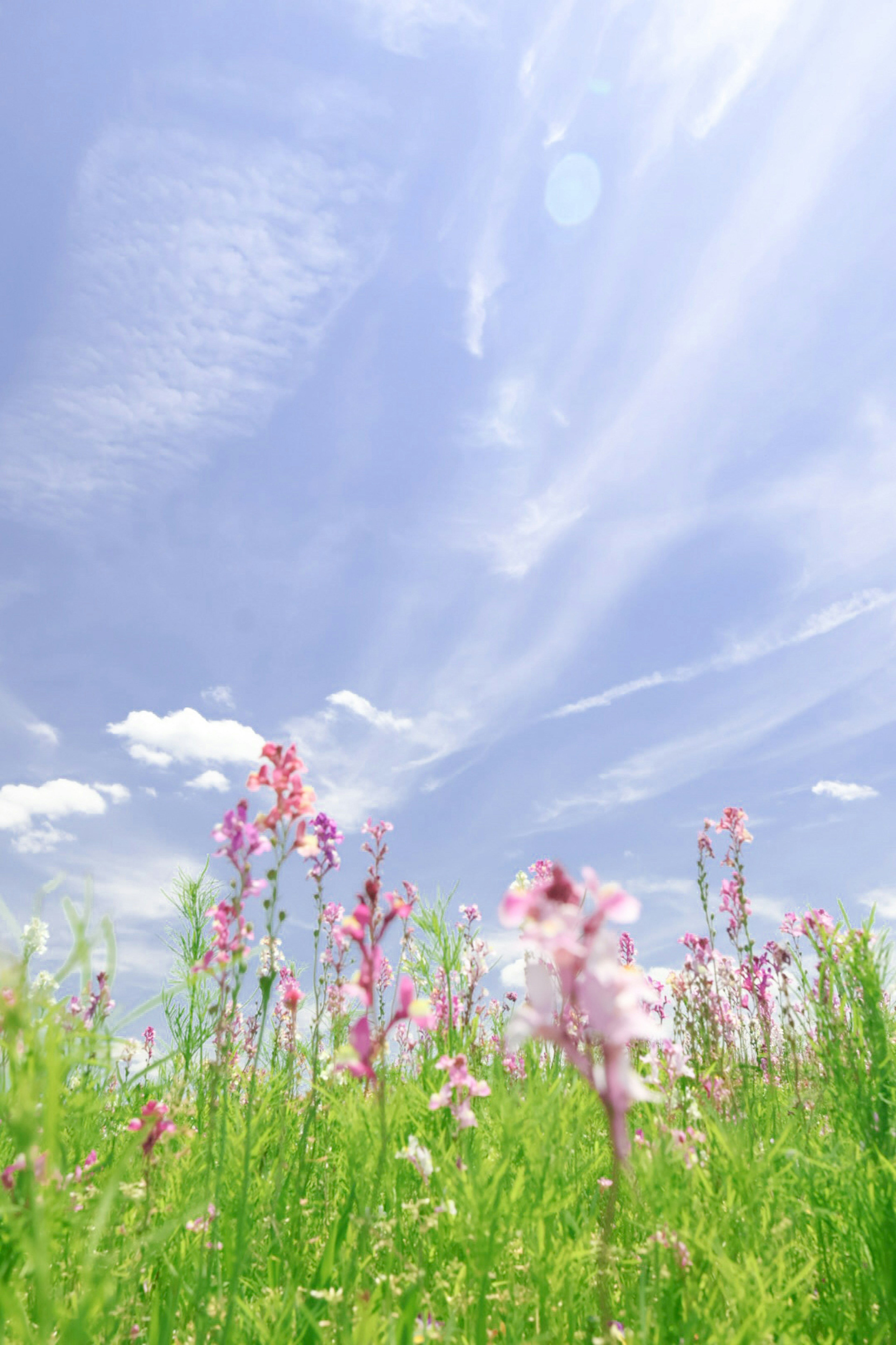 青空の下に咲くピンクの花々と緑の草原の風景