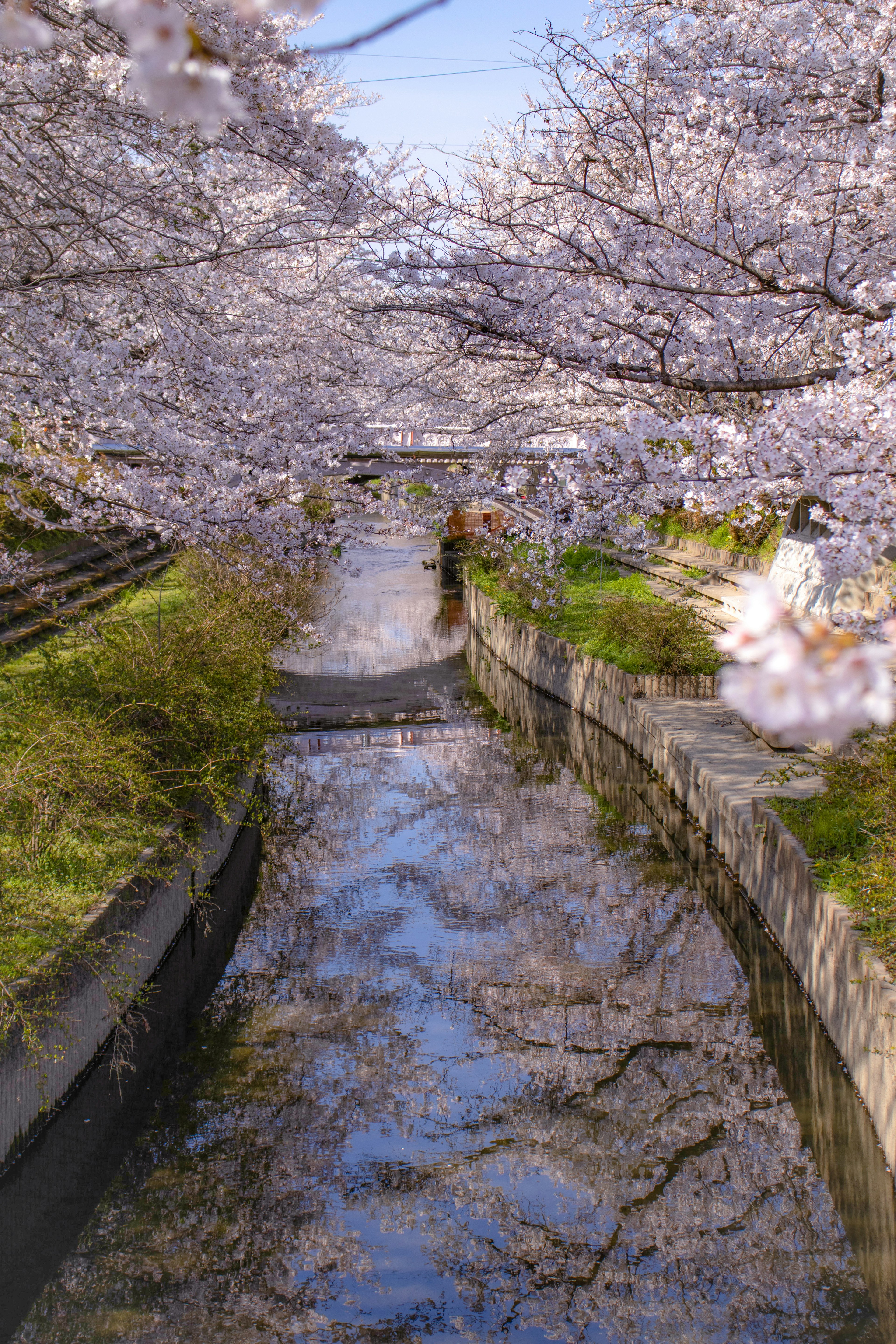 Sentiero panoramico fiancheggiato da alberi di ciliegio in fiore che si riflettono nell'acqua