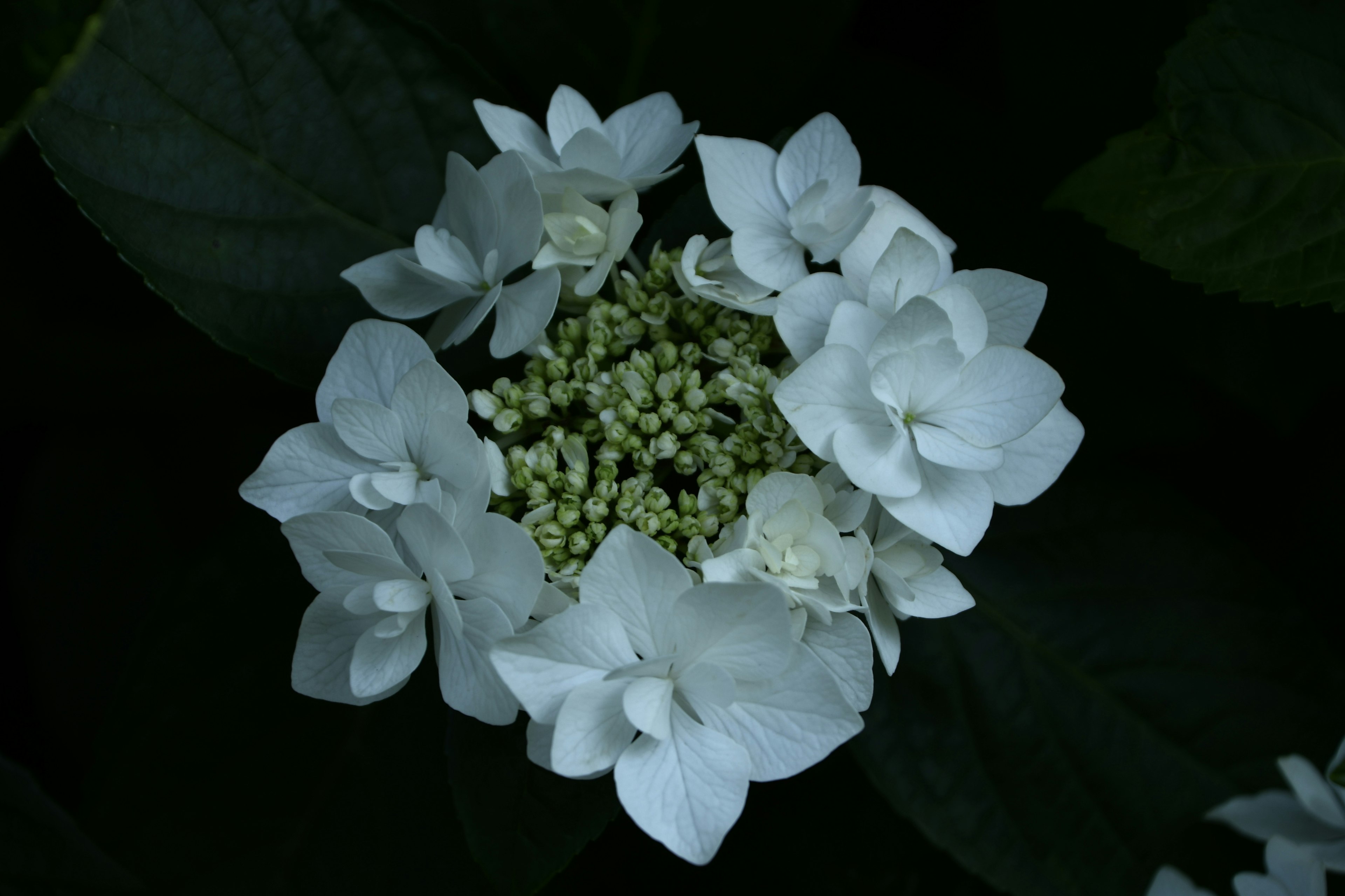 白いアジサイの花が緑の葉の中で咲いている