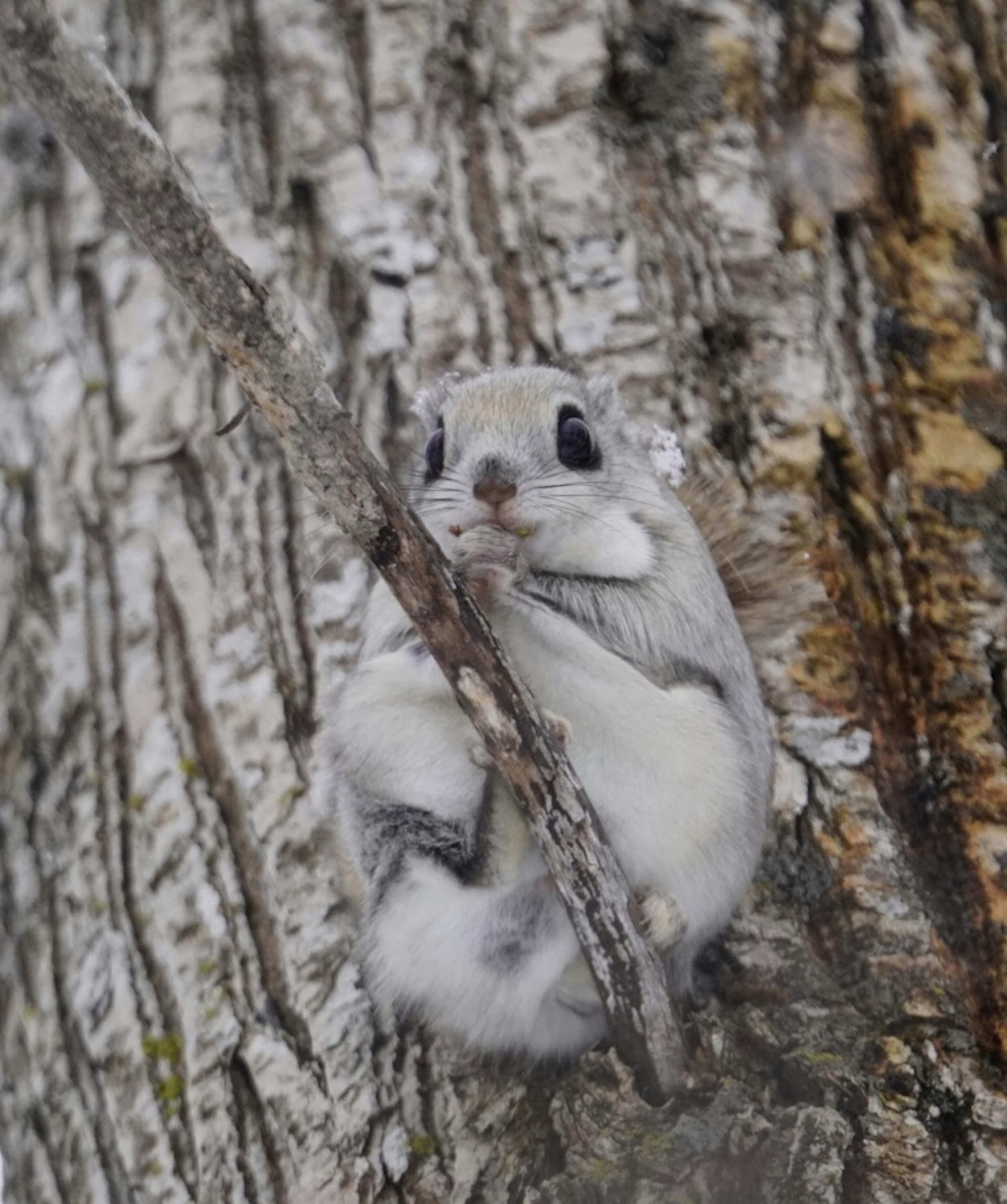 Un petit animal ressemblant à un écureuil tenant une branche sur un tronc d'arbre