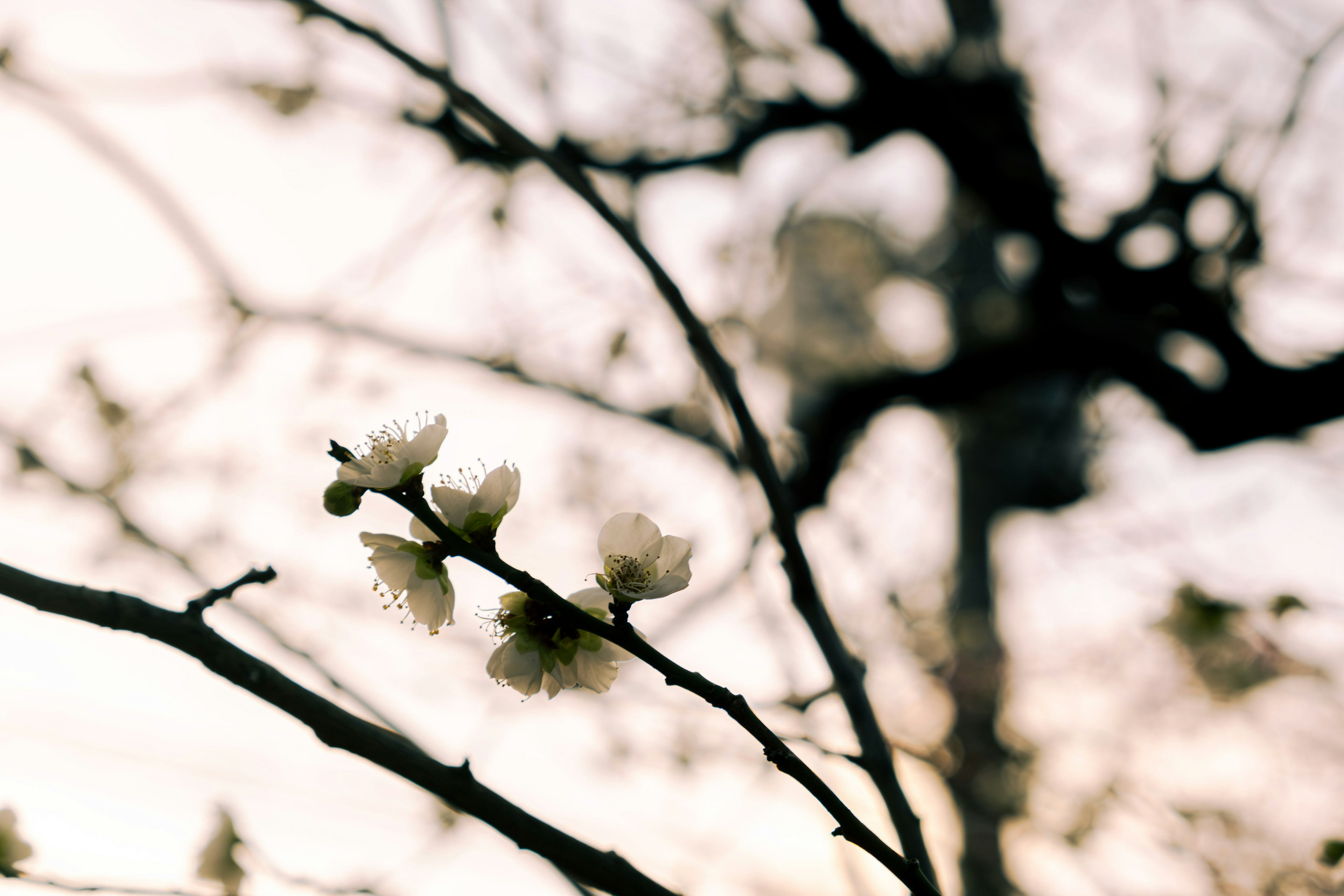 Close-up of white flowers blooming on branches against a soft background