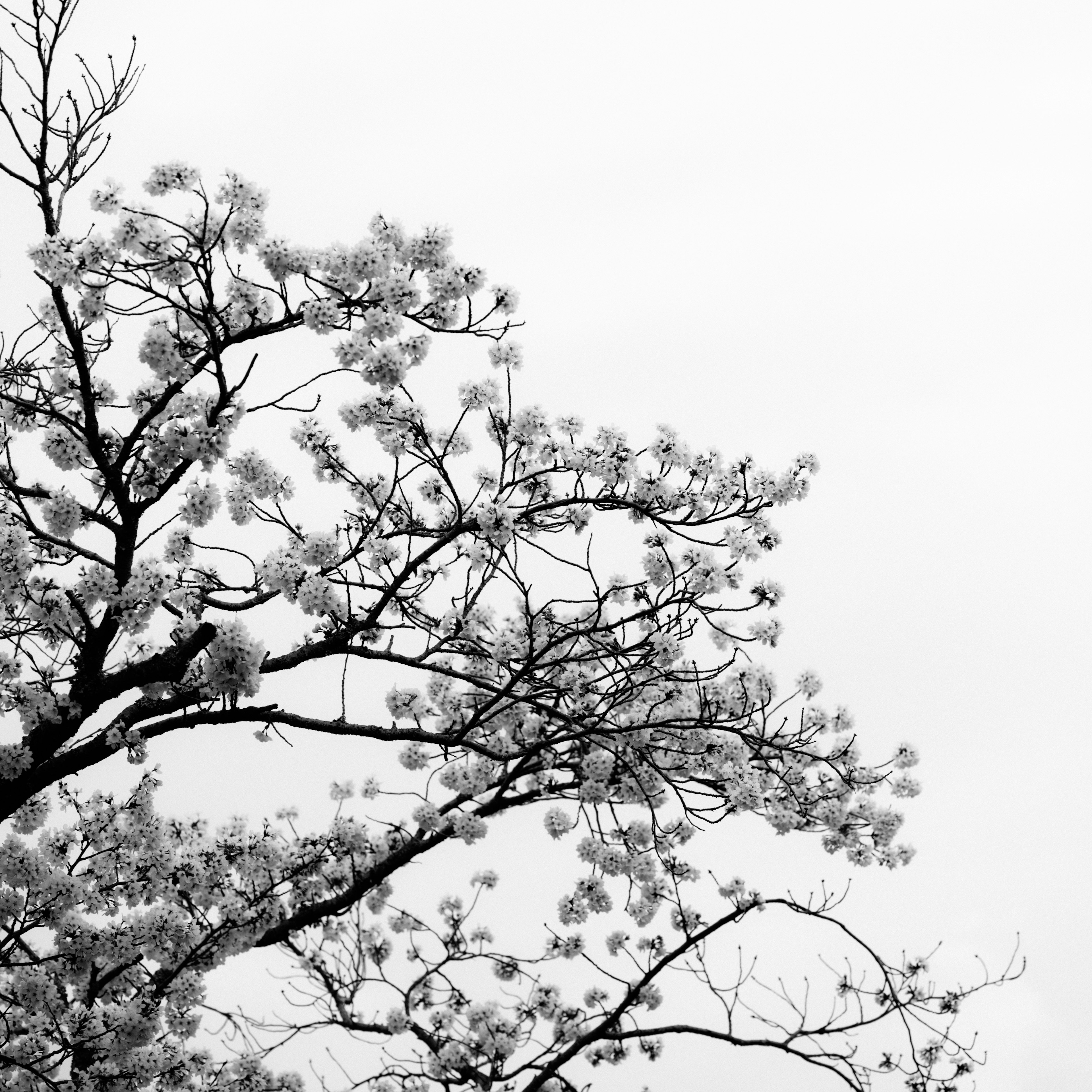 Äste eines Baumes mit weißen Blüten vor einem hellgrauen Himmel