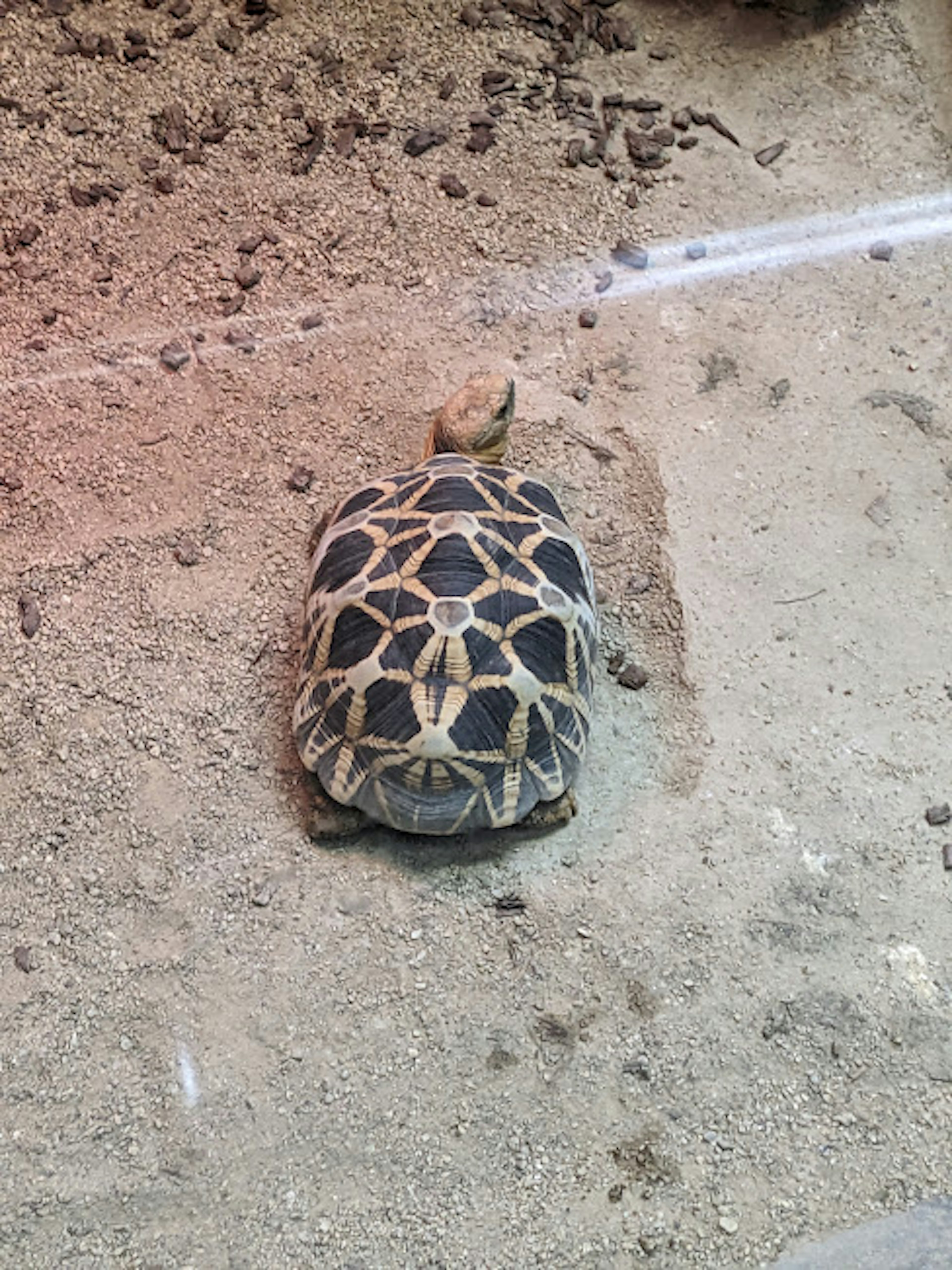 Schildkröte ruht auf Sand mit einem kleinen Stein auf ihrem Panzer