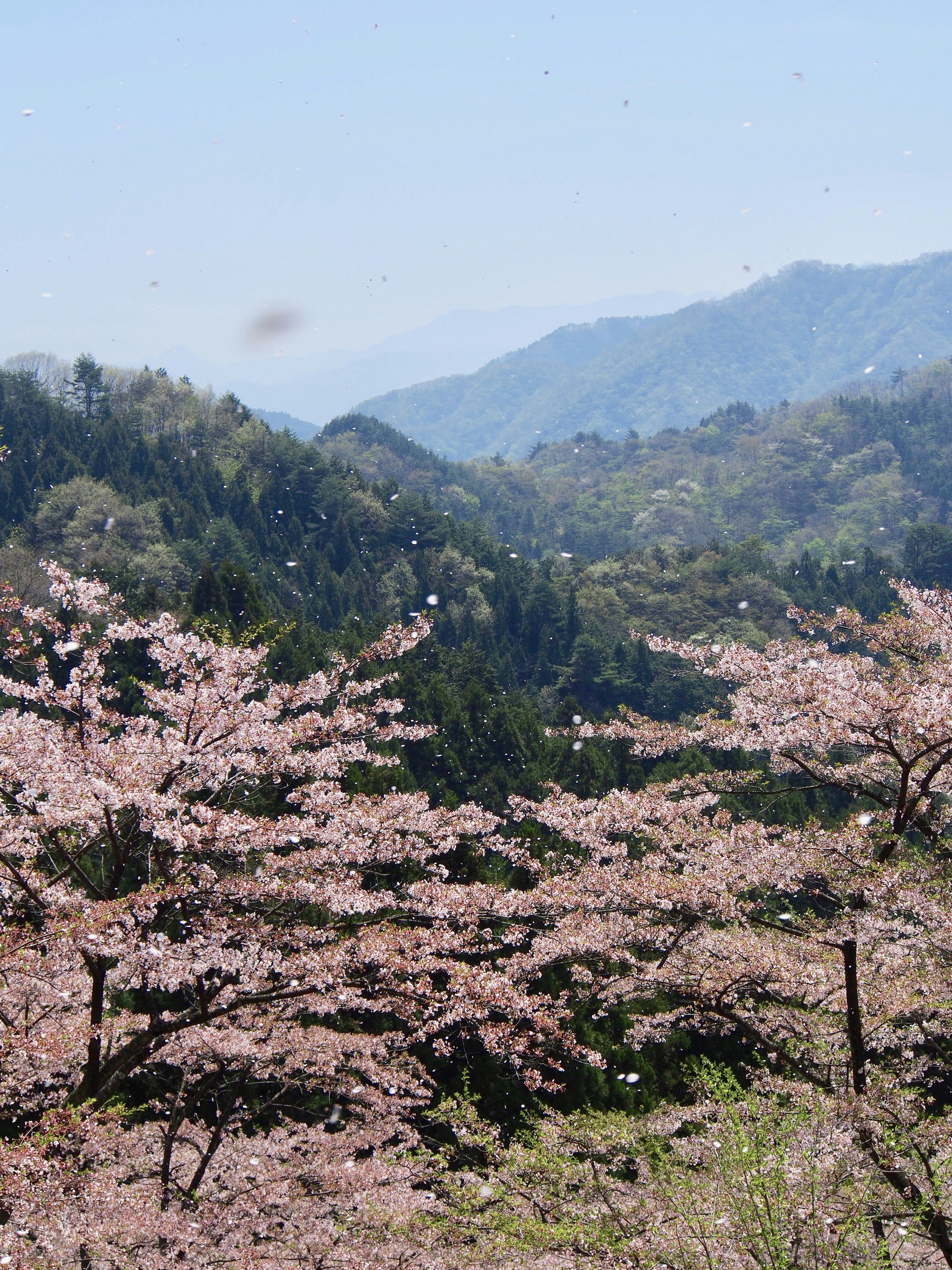 Vista panoramica di ciliegi in fiore nelle montagne