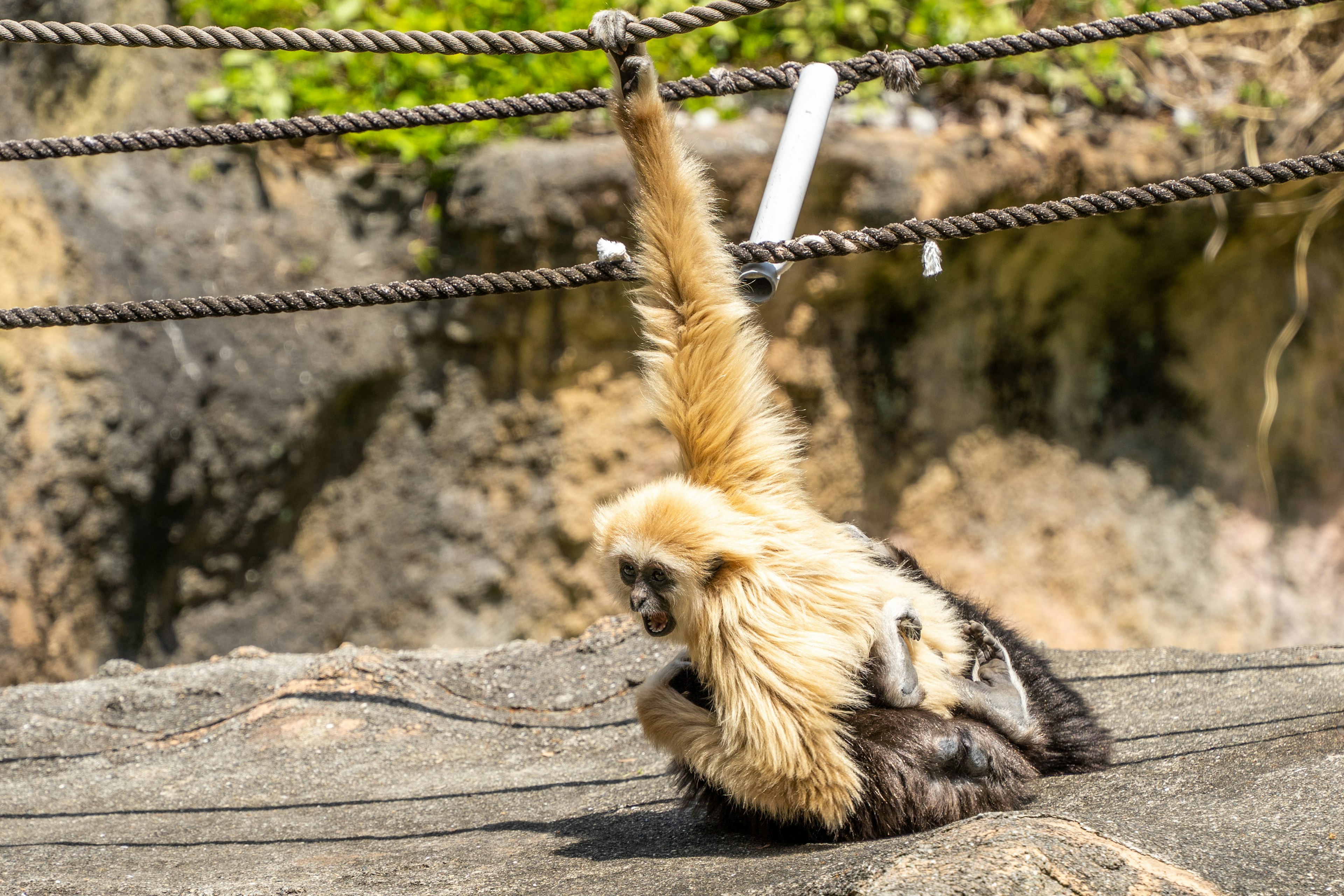 Un singe à fourrure blanche assis sur une roche avec un bras levé