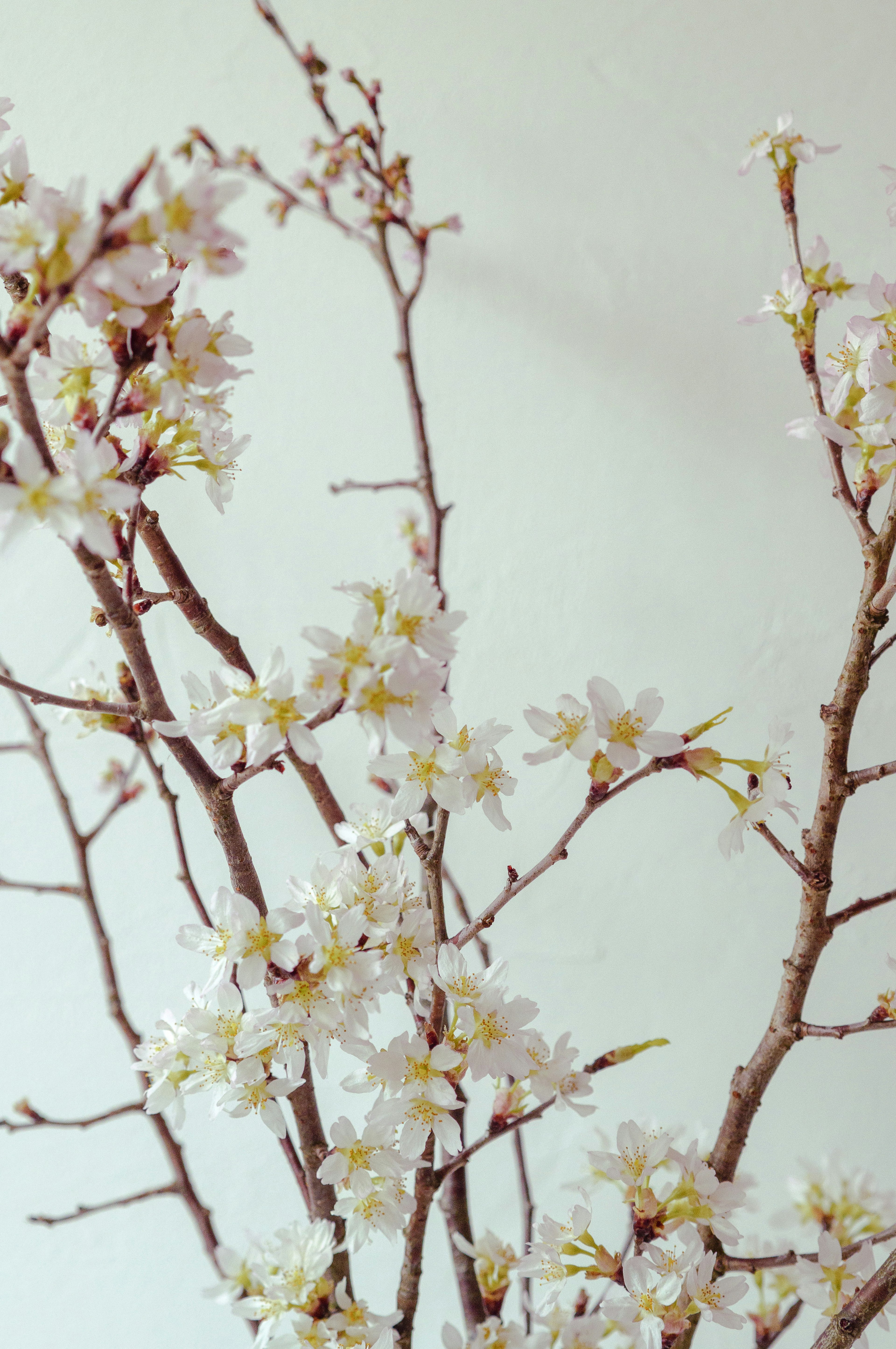 Close-up image of branches with white blooming flowers