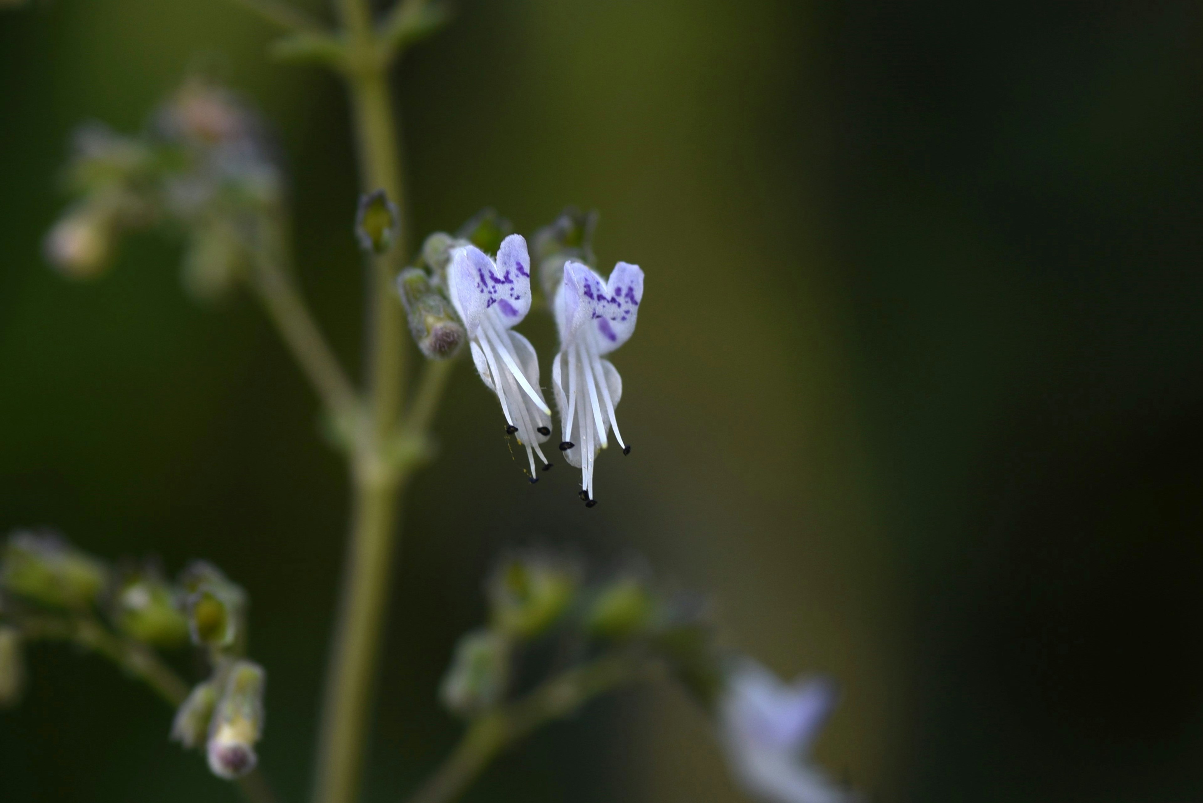 Gros plan de fleurs blanches fines sur une plante verte