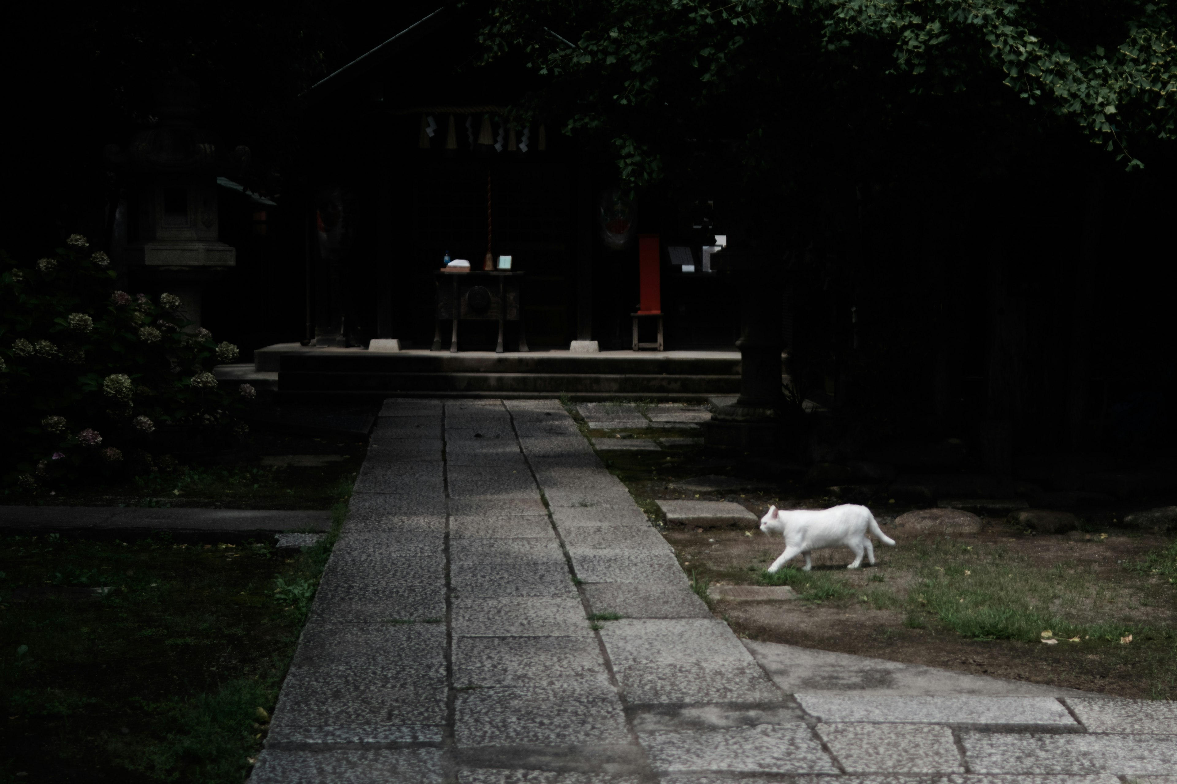 Un gatto bianco che cammina lungo un sentiero di pietra in uno sfondo scuro di un santuario