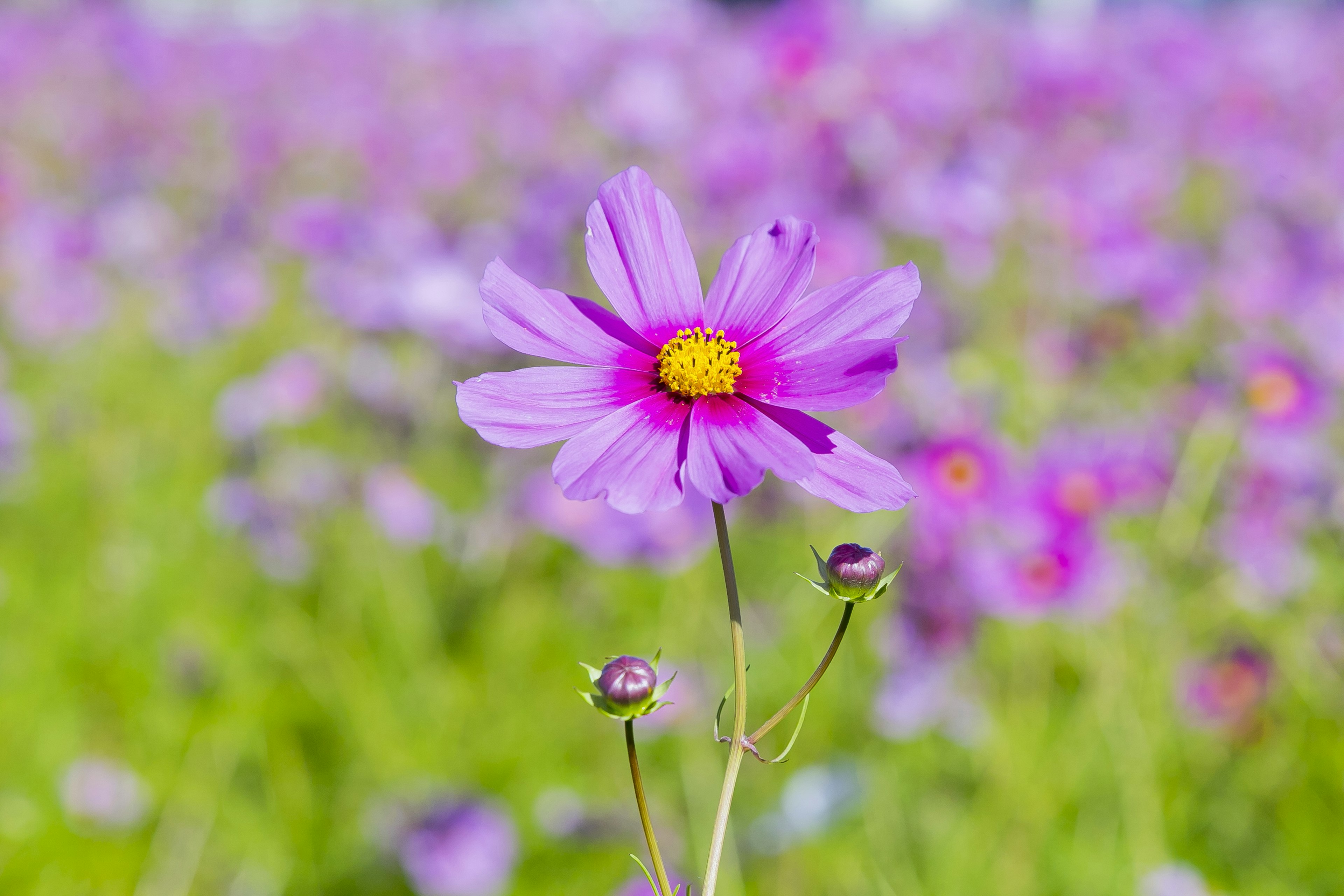 A vibrant purple flower stands out with yellow center in a field of blooming flowers