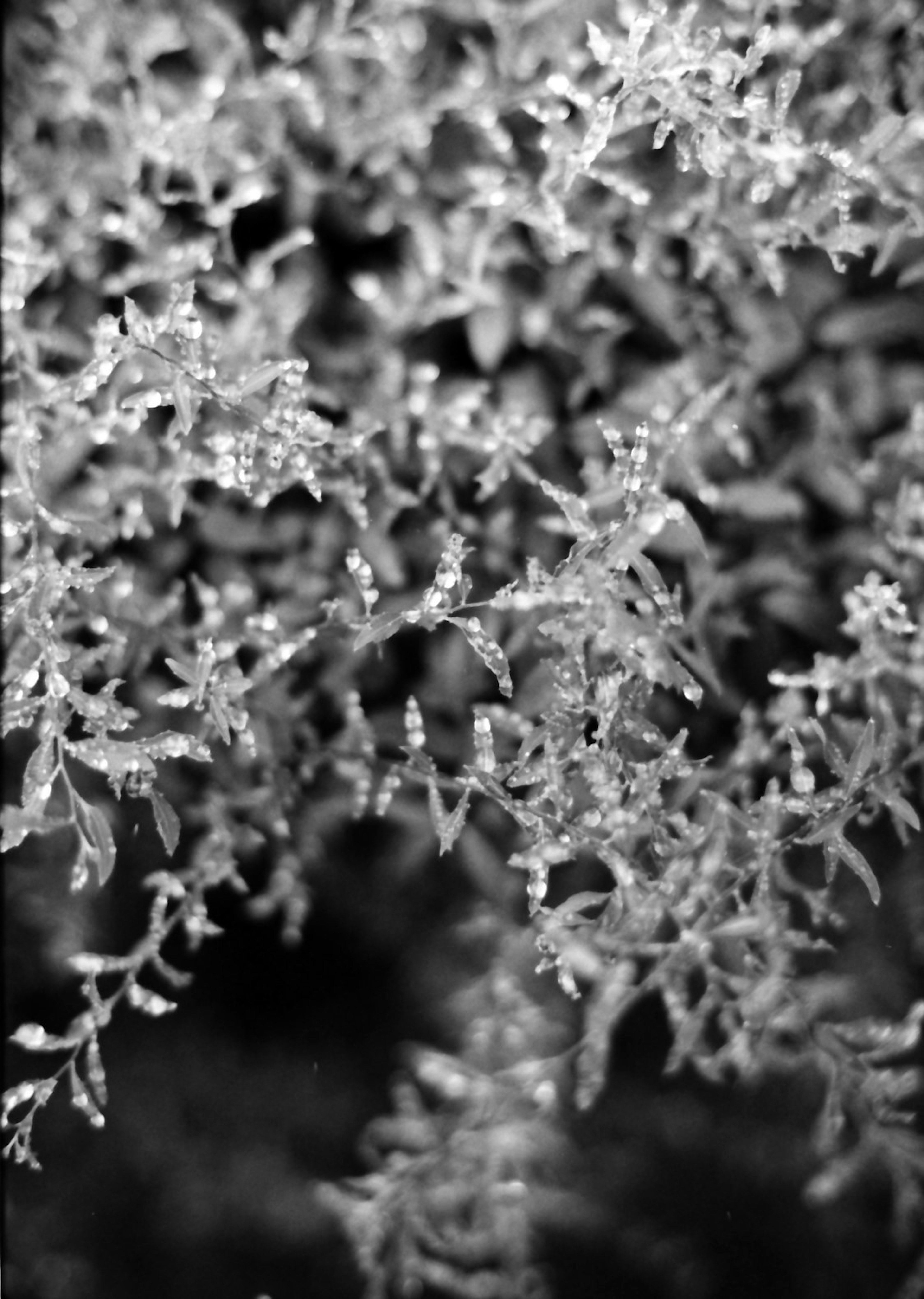 Primo piano dettagliato di foglie in bianco e nero