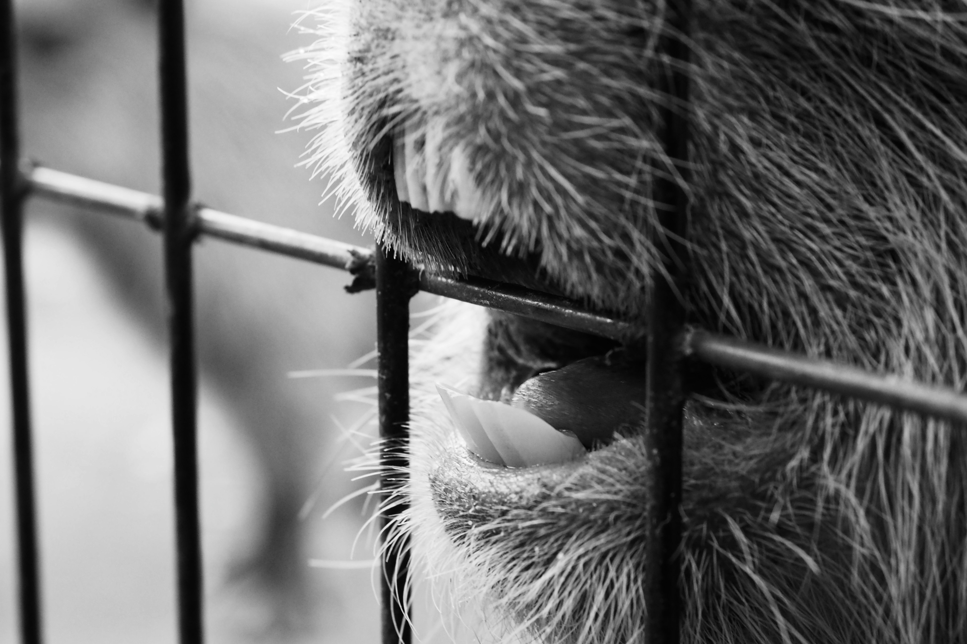 Close-up of an animal's mouth and teeth through a fence in black and white