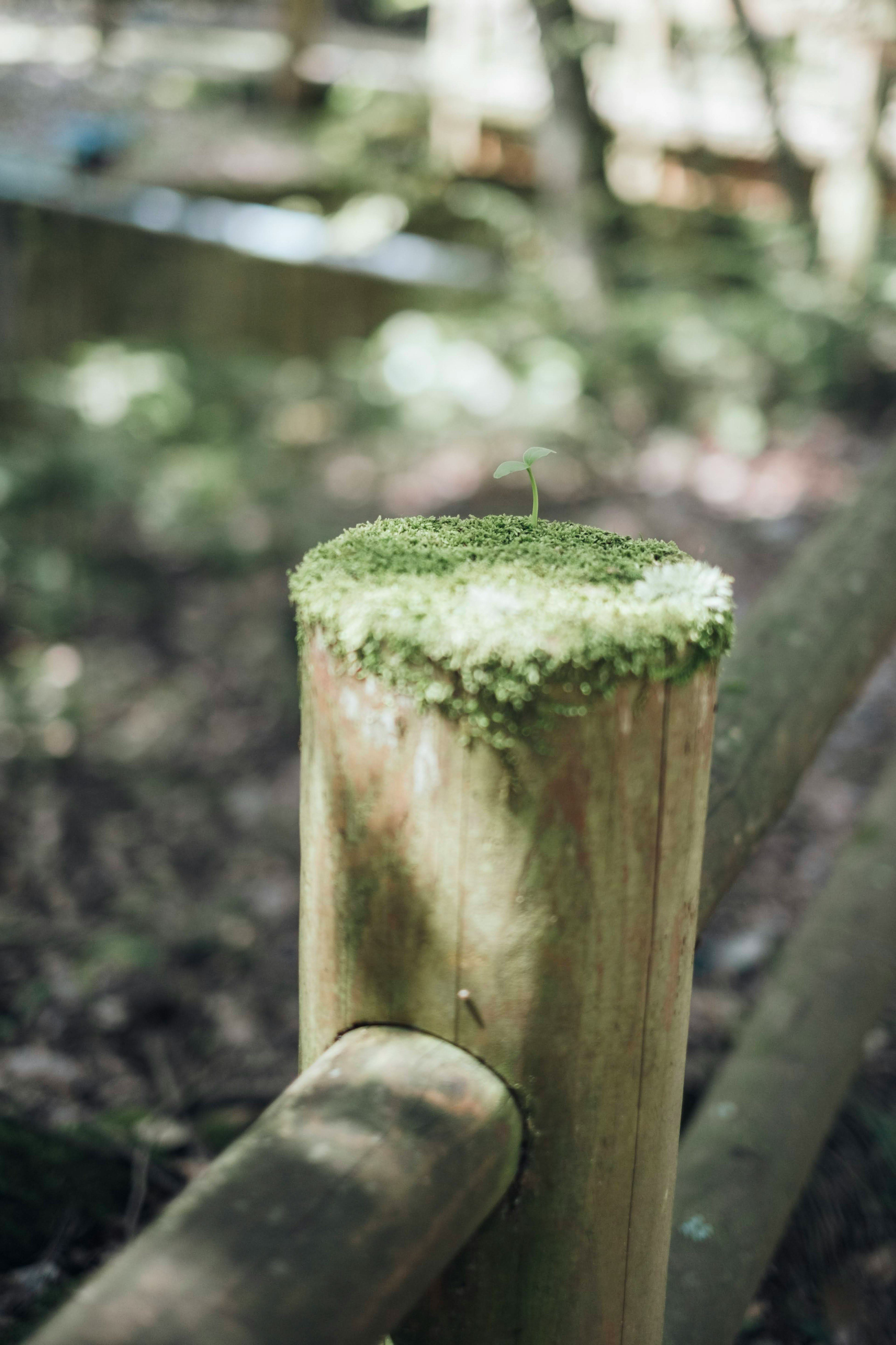 木製のフェンスの柱に生えた緑の苔が特徴的な自然の風景