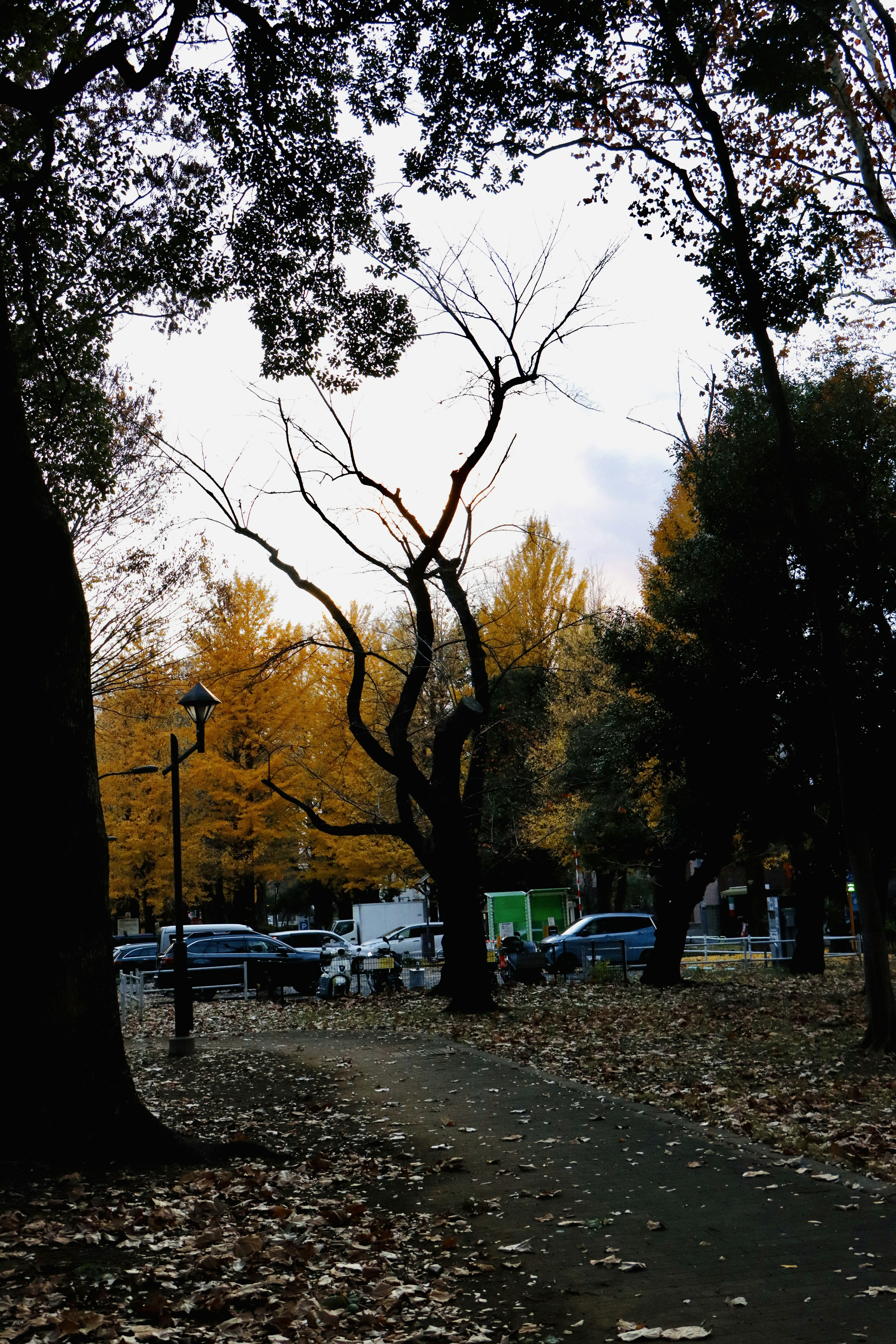 秋の公園の風景で、枯れた木々と黄色い葉が印象的