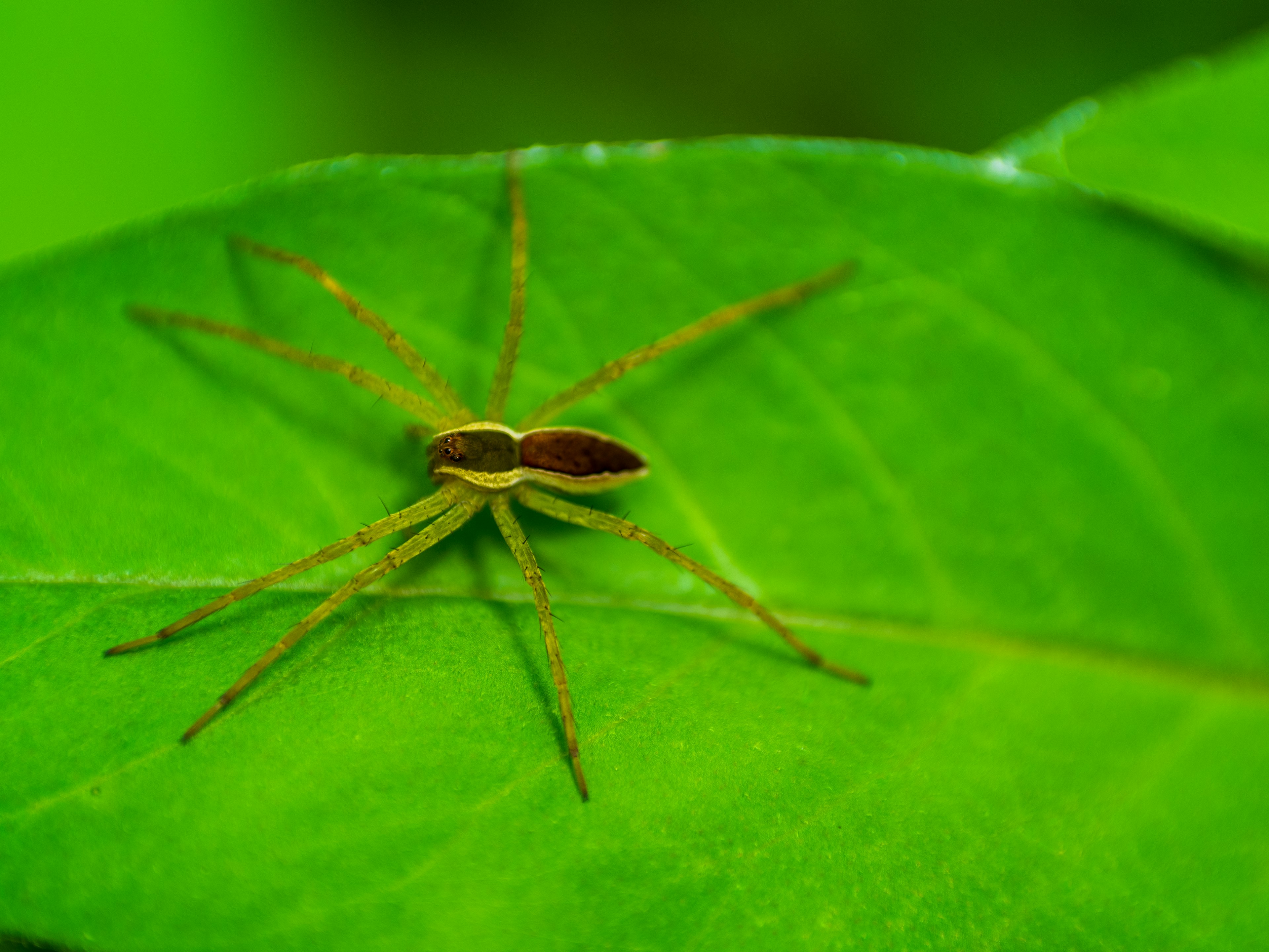 Braune und grüne Spinne auf einem grünen Blatt