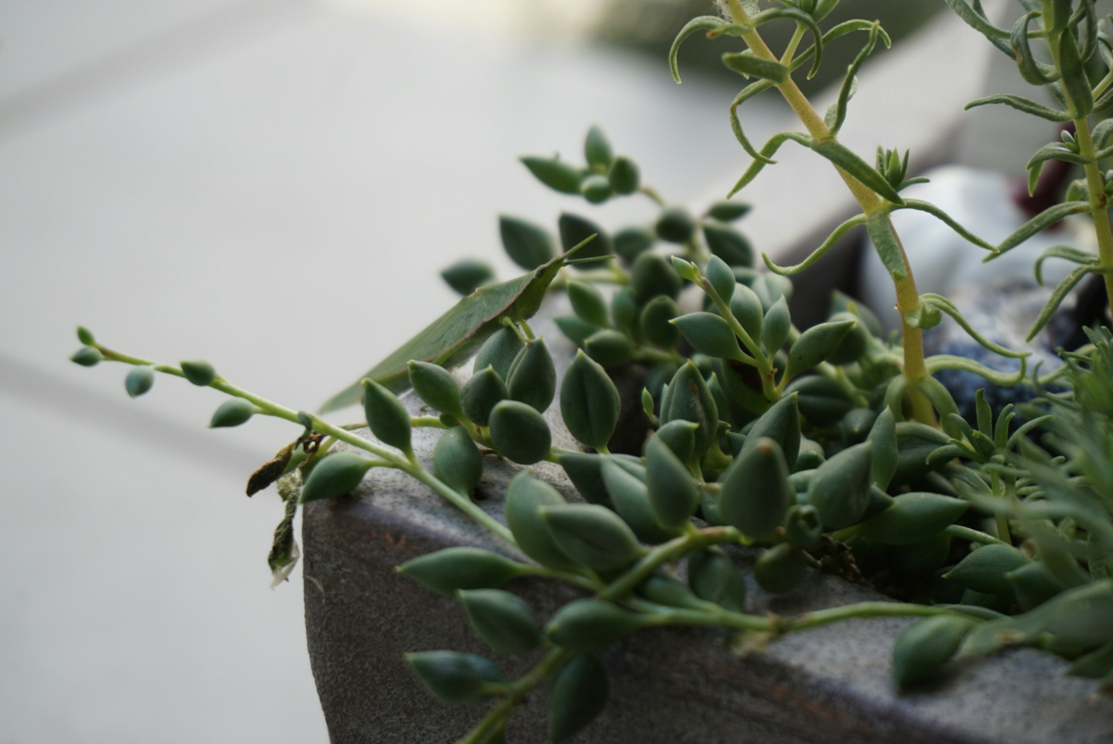 Primer plano de una planta suculenta con hojas verdes en una maceta