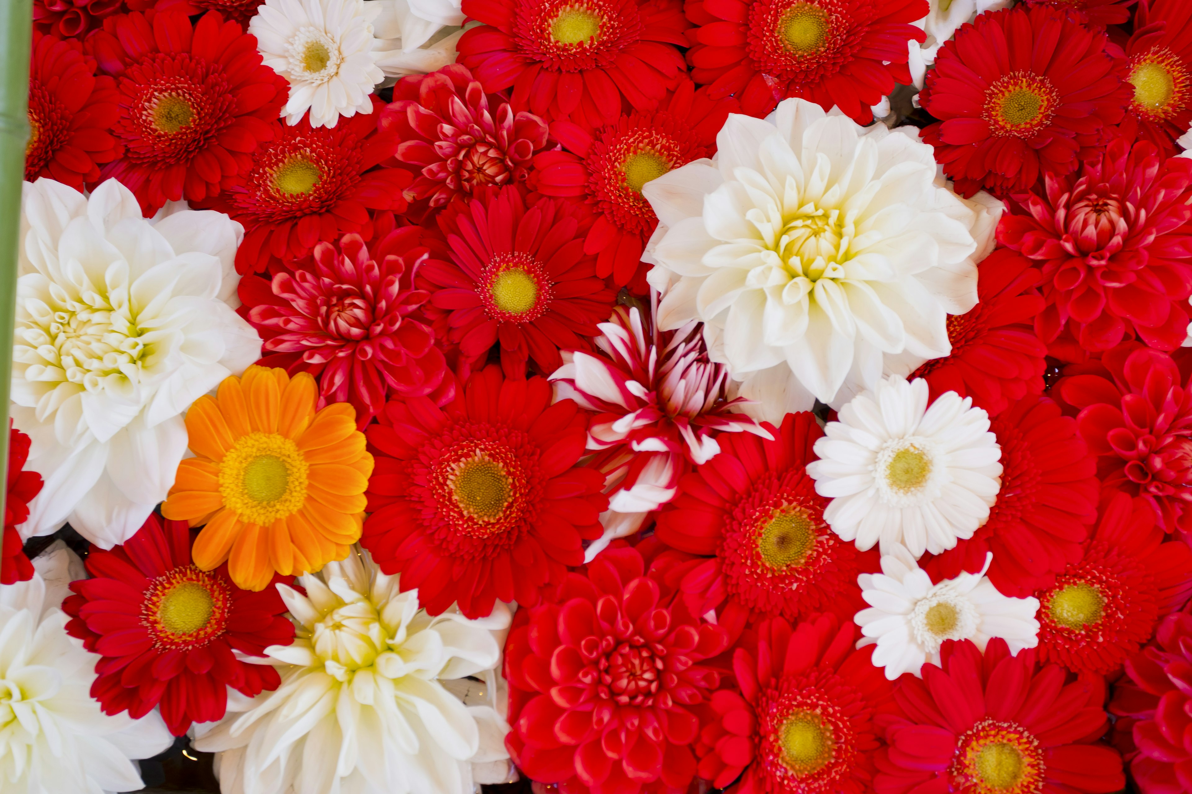 Un arrangement vibrant de fleurs colorées avec des fleurs rouges, blanches et orange